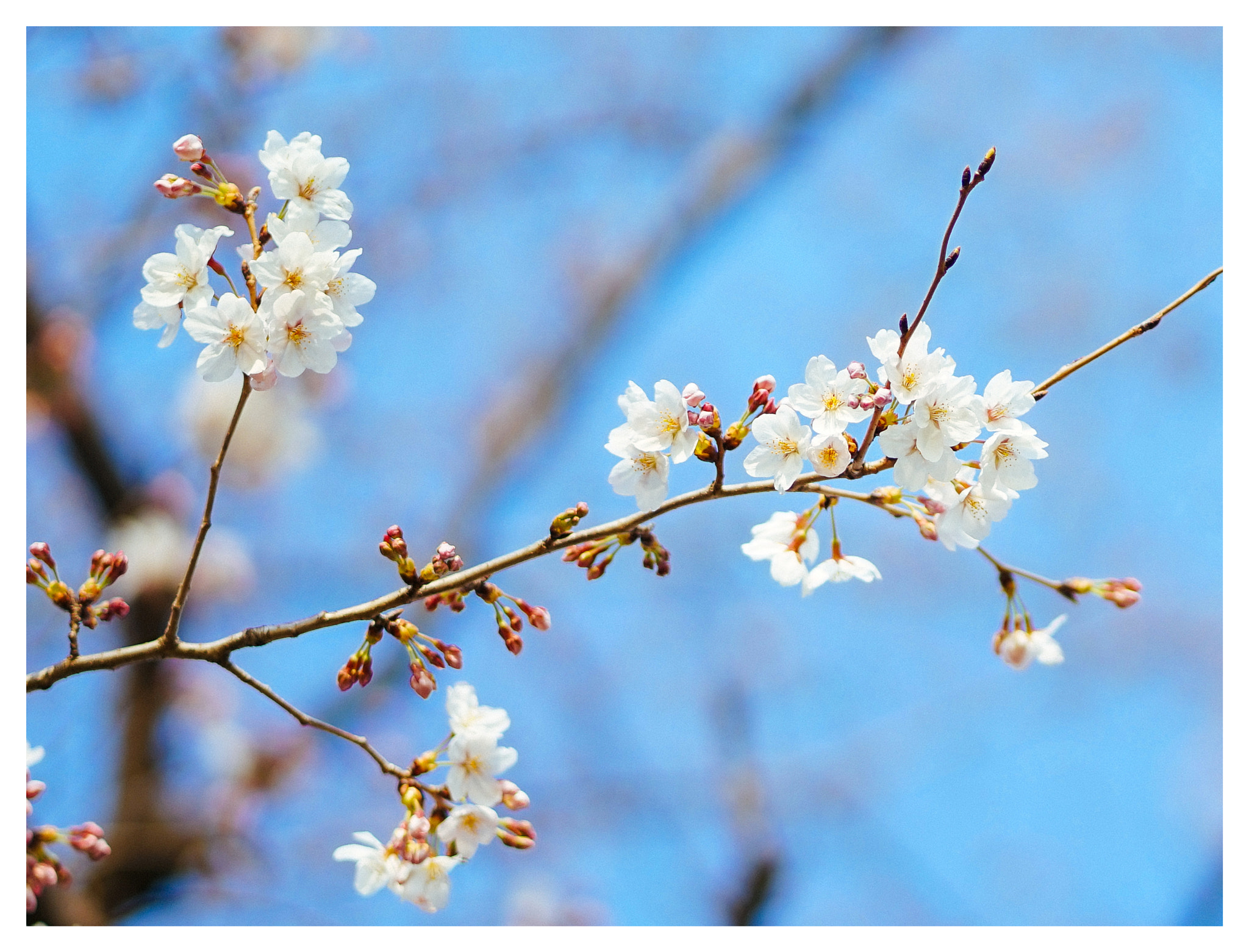 Sony a7 + Sony FE 85mm F1.8 sample photo. Flower - japan 2017 photography