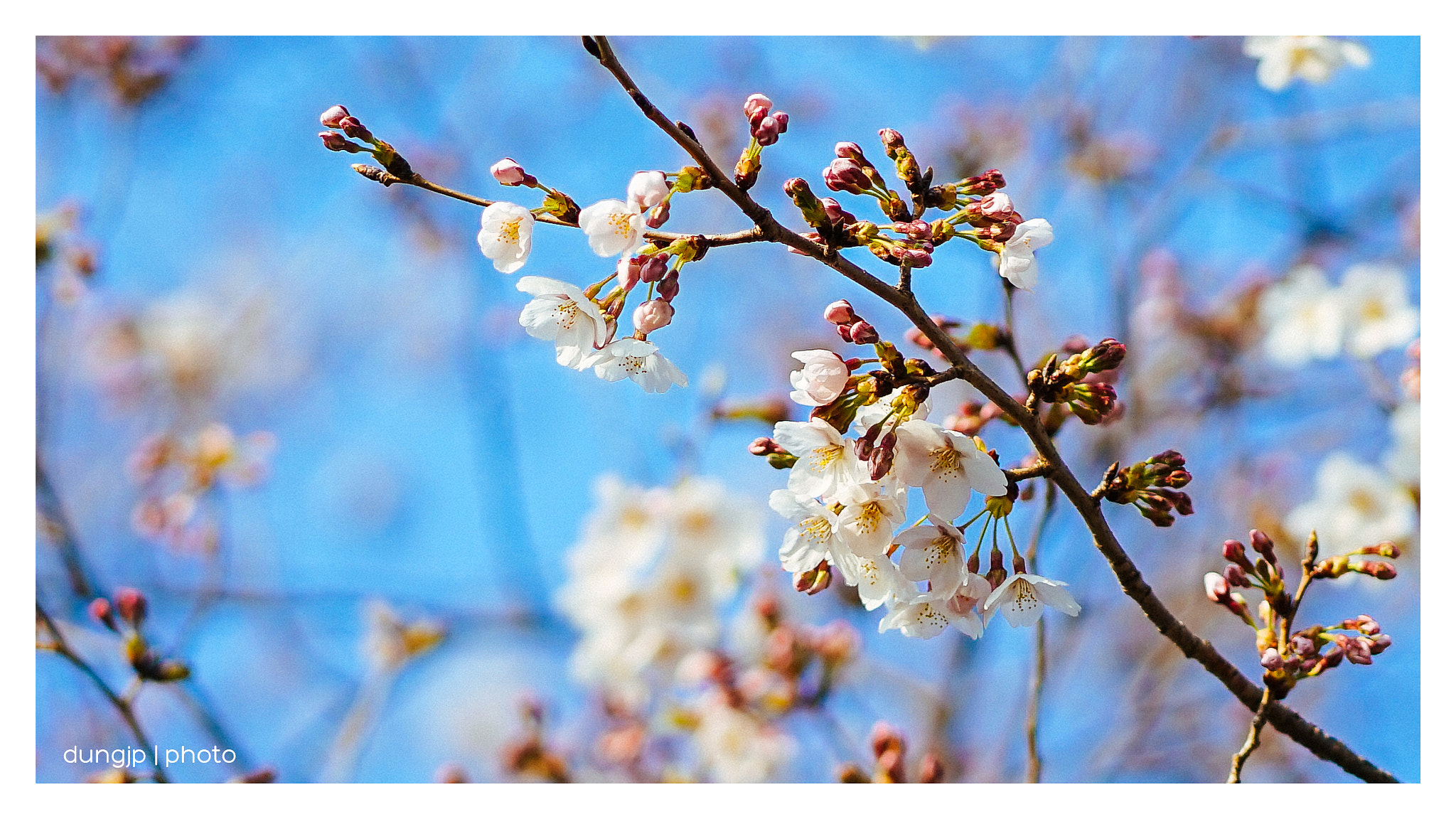Sony FE 85mm F1.8 sample photo. Flower - japan 2017 photography