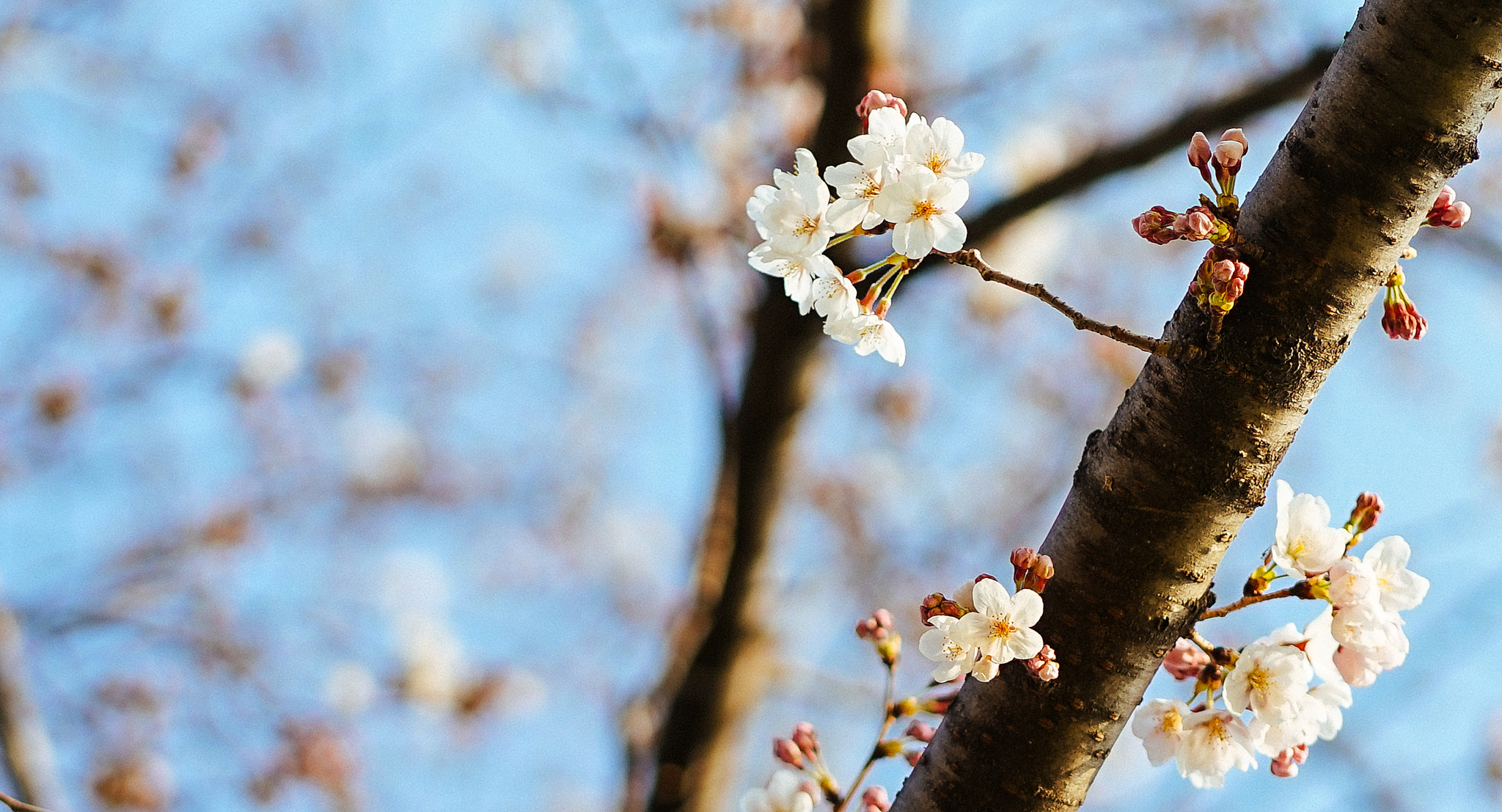 Sony a7 + Sony FE 85mm F1.8 sample photo. Flower - japan 2017 photography