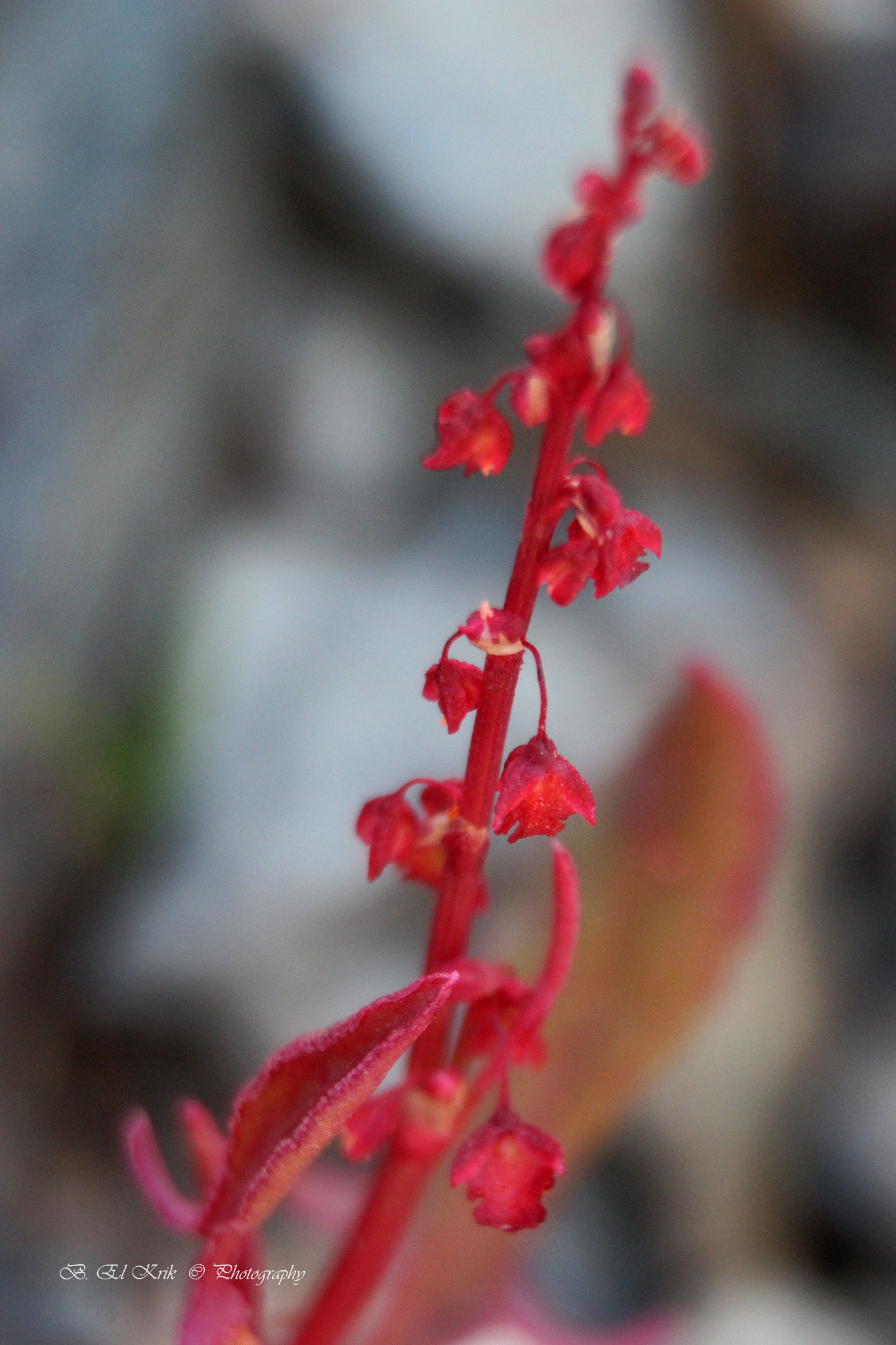 Canon EOS 550D (EOS Rebel T2i / EOS Kiss X4) sample photo. Little red photography