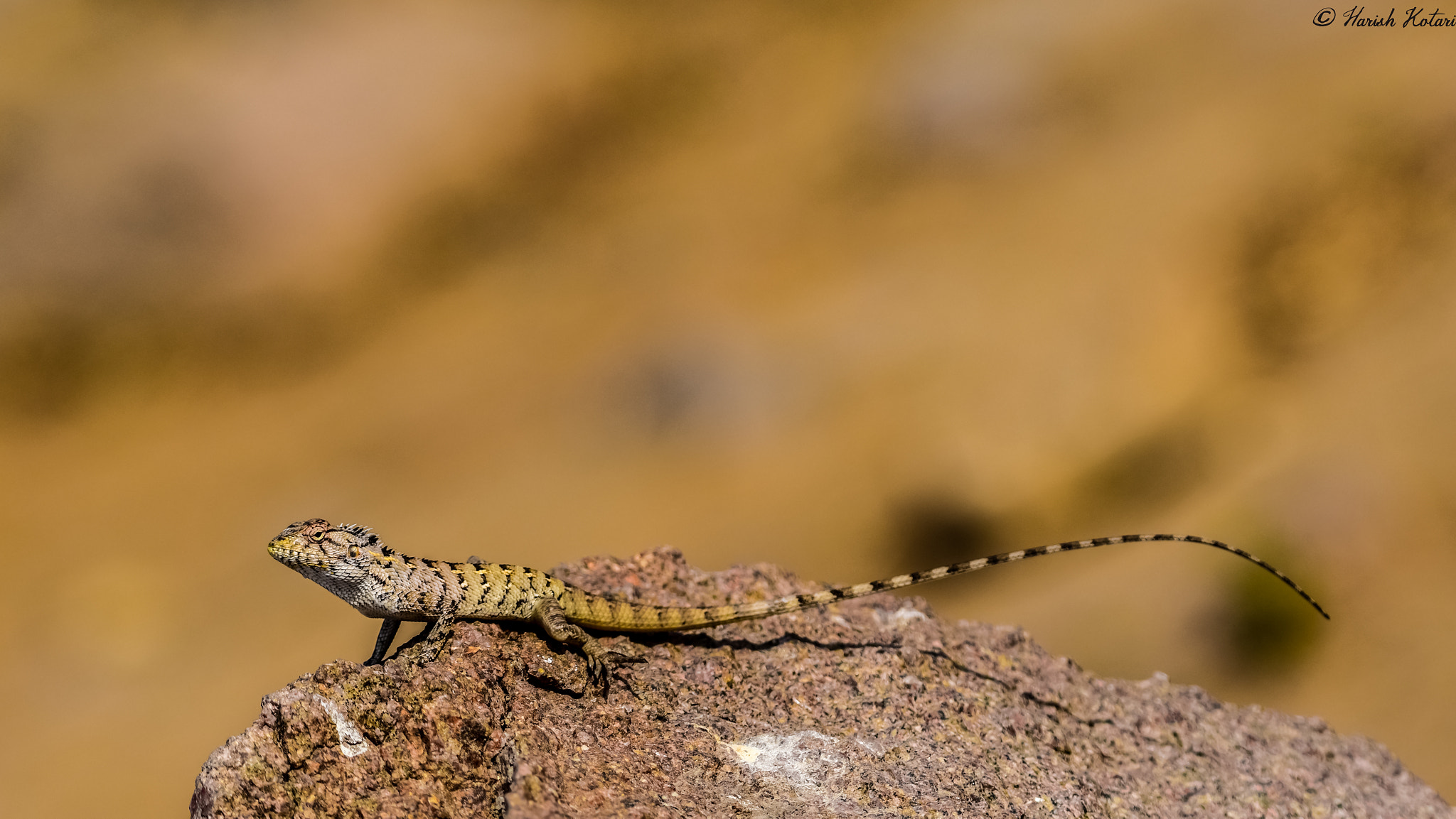 Nikon D810 sample photo. And it is not a chameleon ..it is a rock lizard photography
