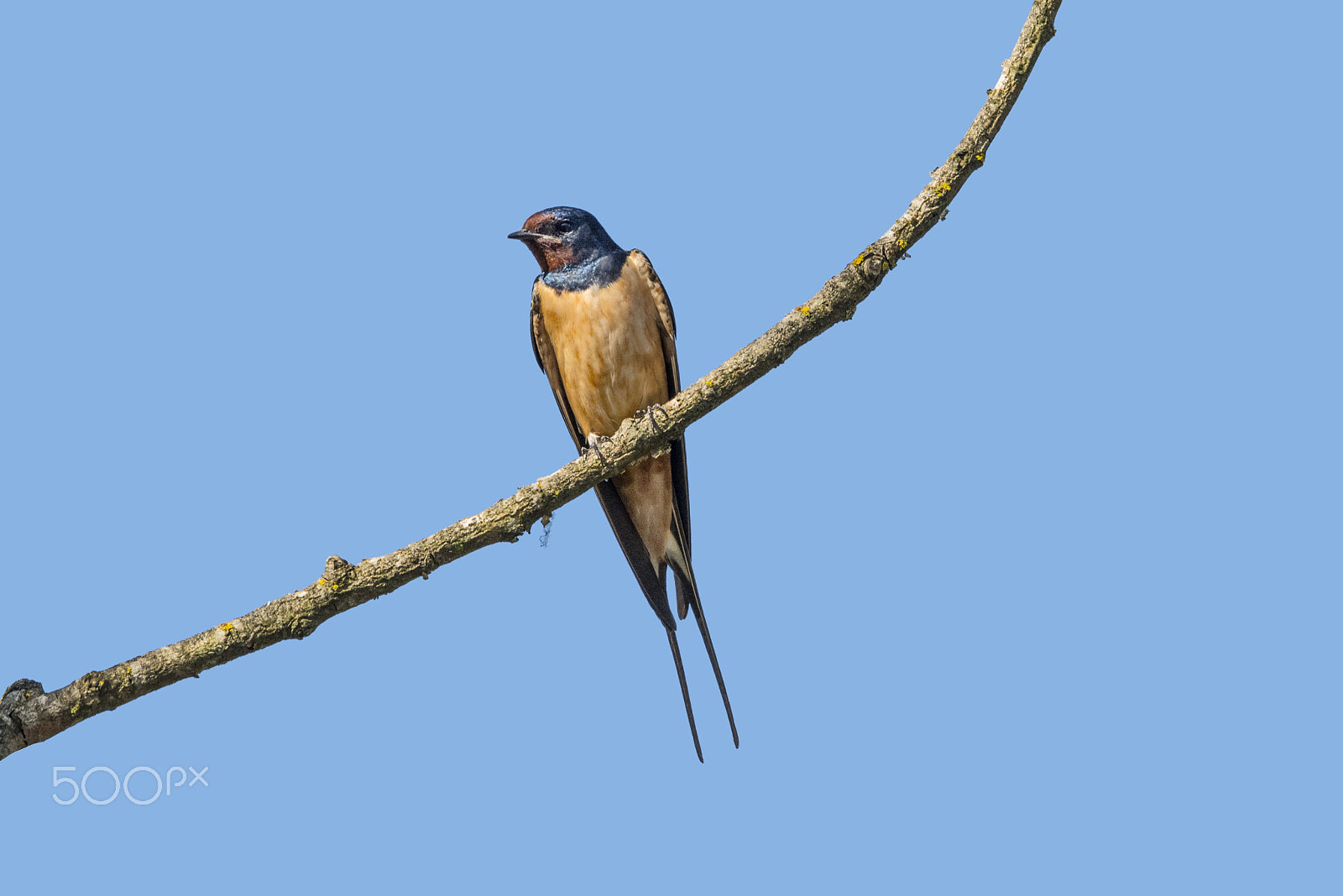 Sigma 150-600mm F5-6.3 DG OS HSM | C sample photo. Spring signs photography