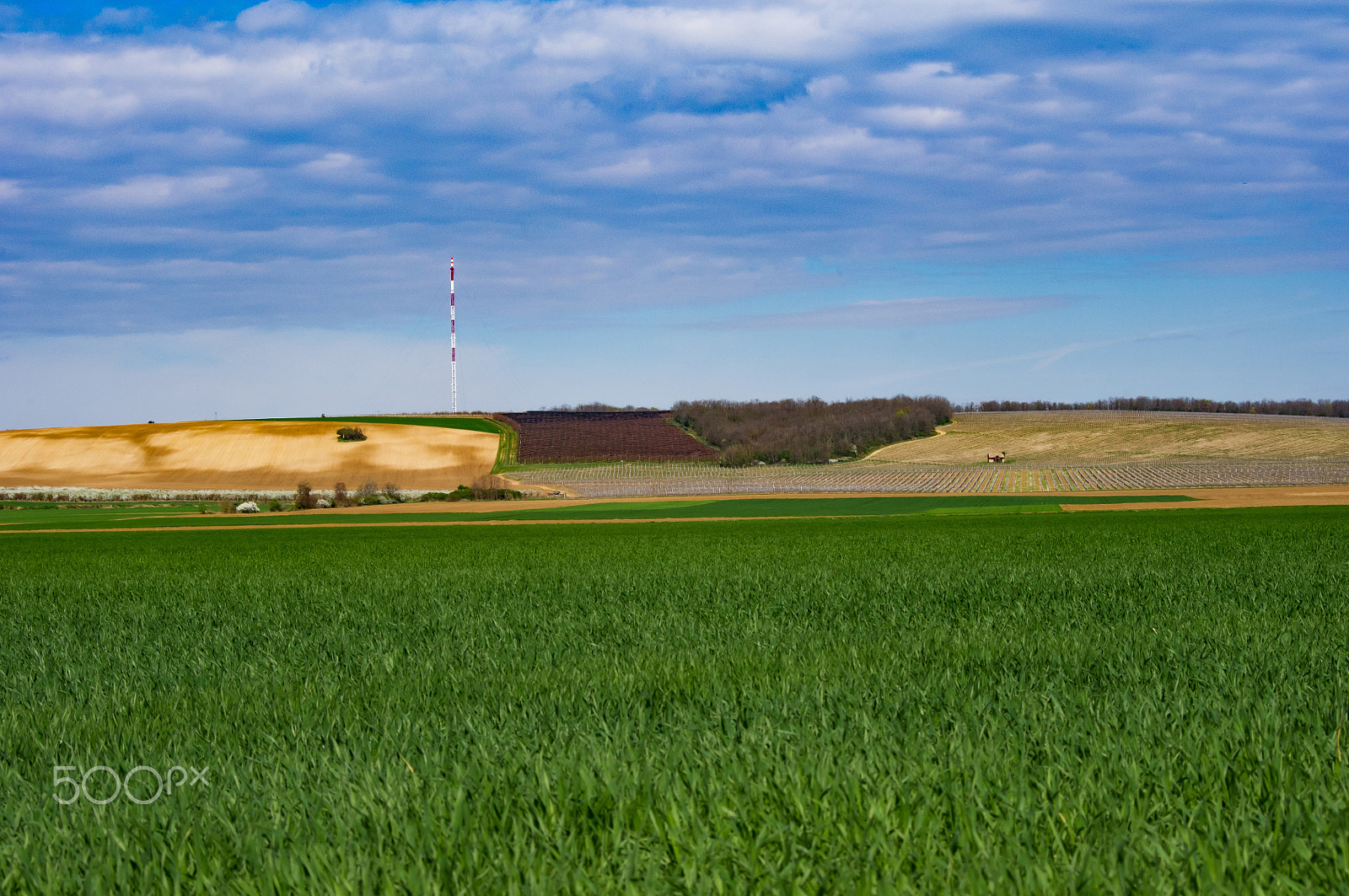 Pentax smc DA 50-200mm F4-5.6 ED WR sample photo. Spring in baranja photography