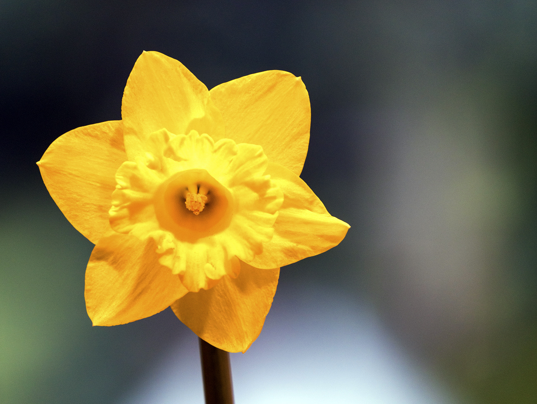 Sony a7R II sample photo. Single daffodil photography