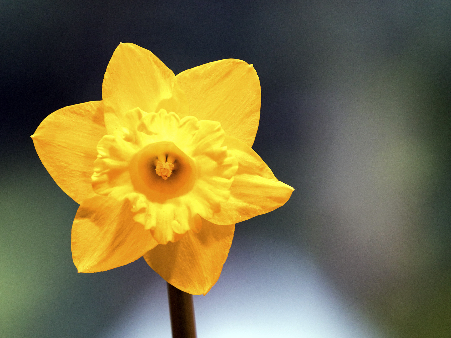 Sony FE 70-300mm F4.5-5.6 G OSS sample photo. Single daffodil photography