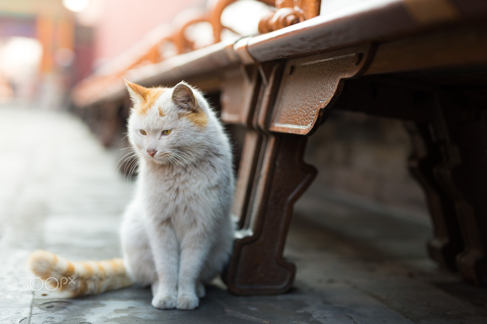 Nikon Df sample photo. The stray cat in the park photography