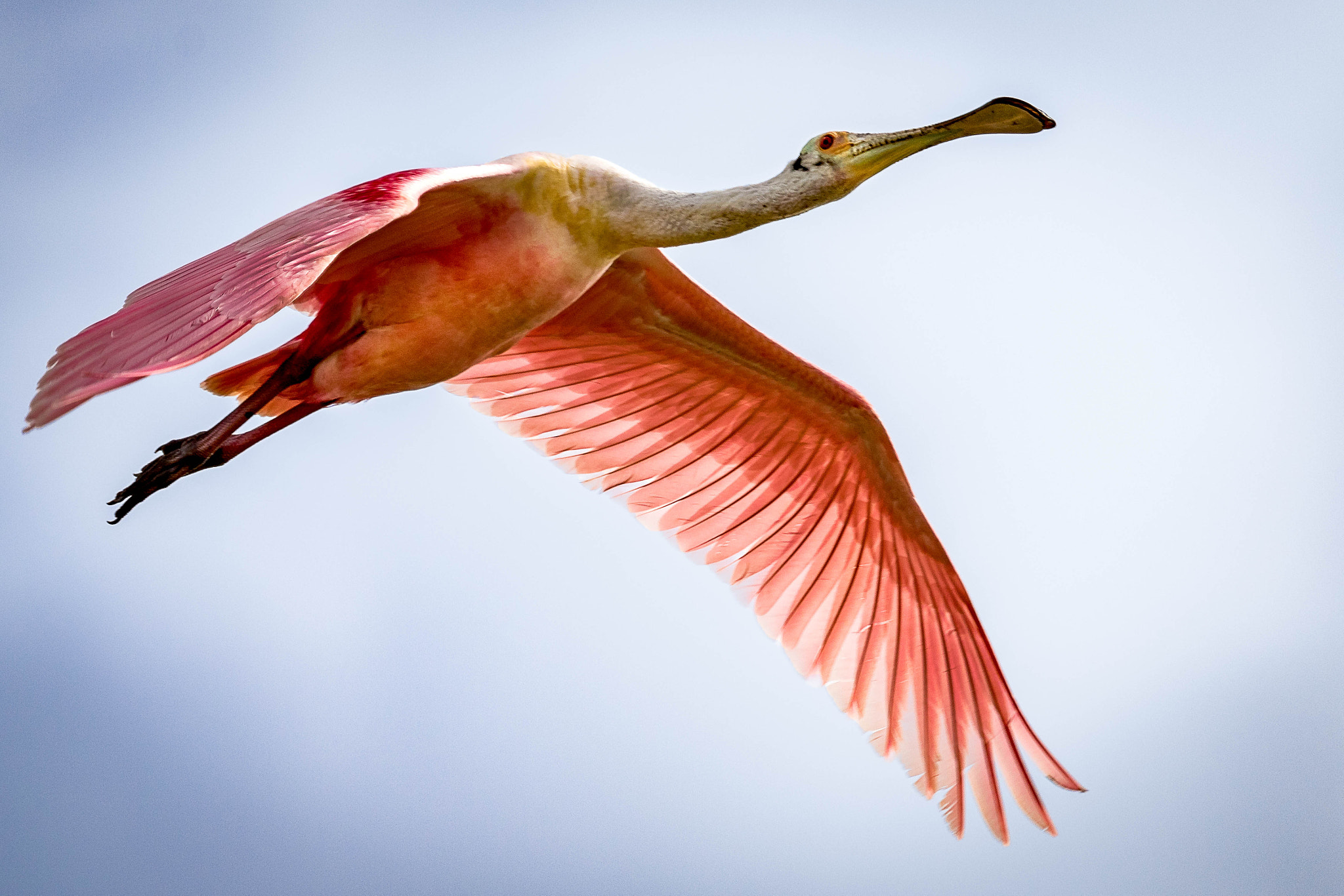 Canon EOS 7D Mark II + Canon EF 100-400mm F4.5-5.6L IS USM sample photo. Spoonbill flyover photography