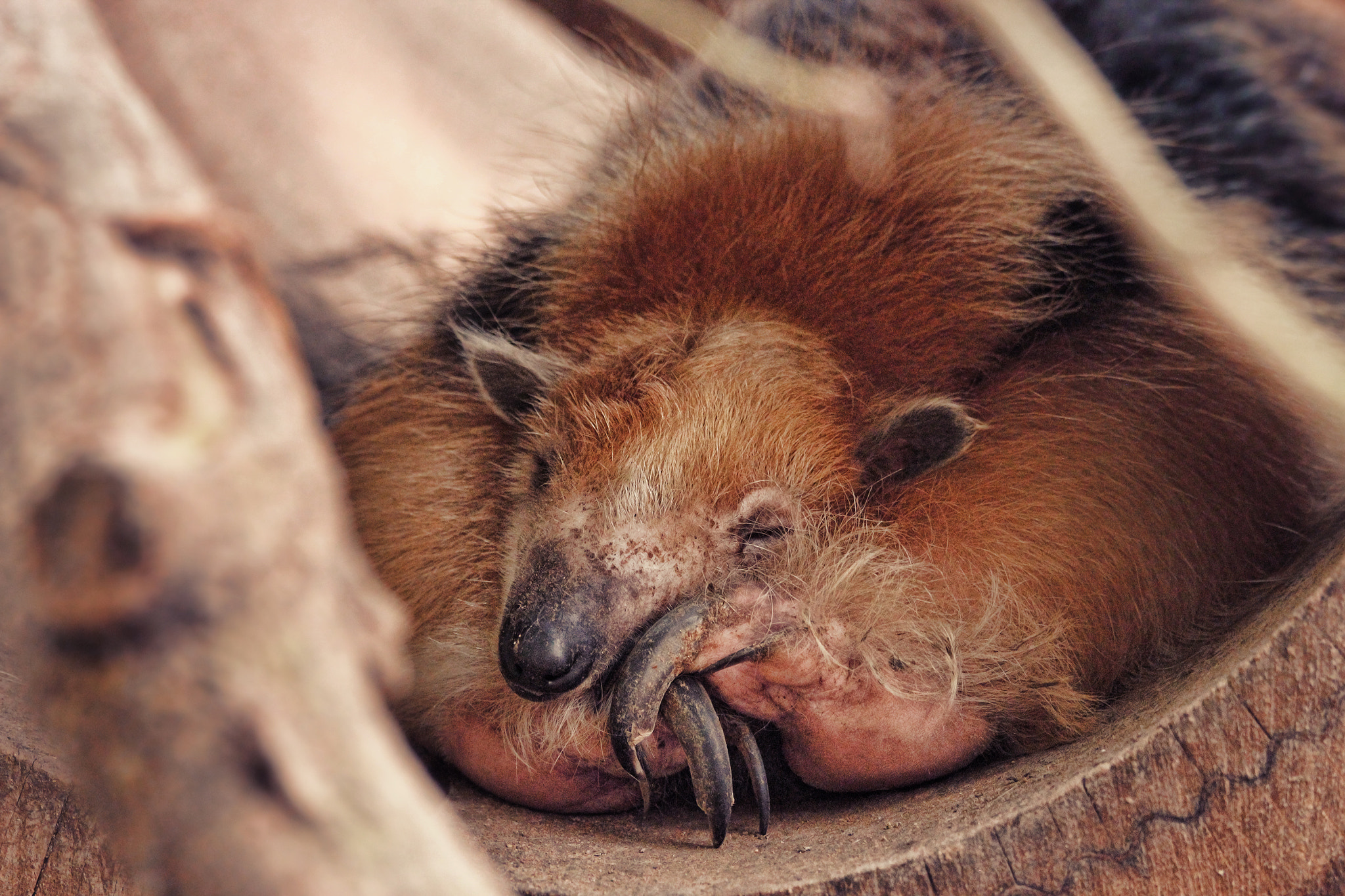Tamron SP 150-600mm F5-6.3 Di VC USD sample photo. Sleeping coati photography