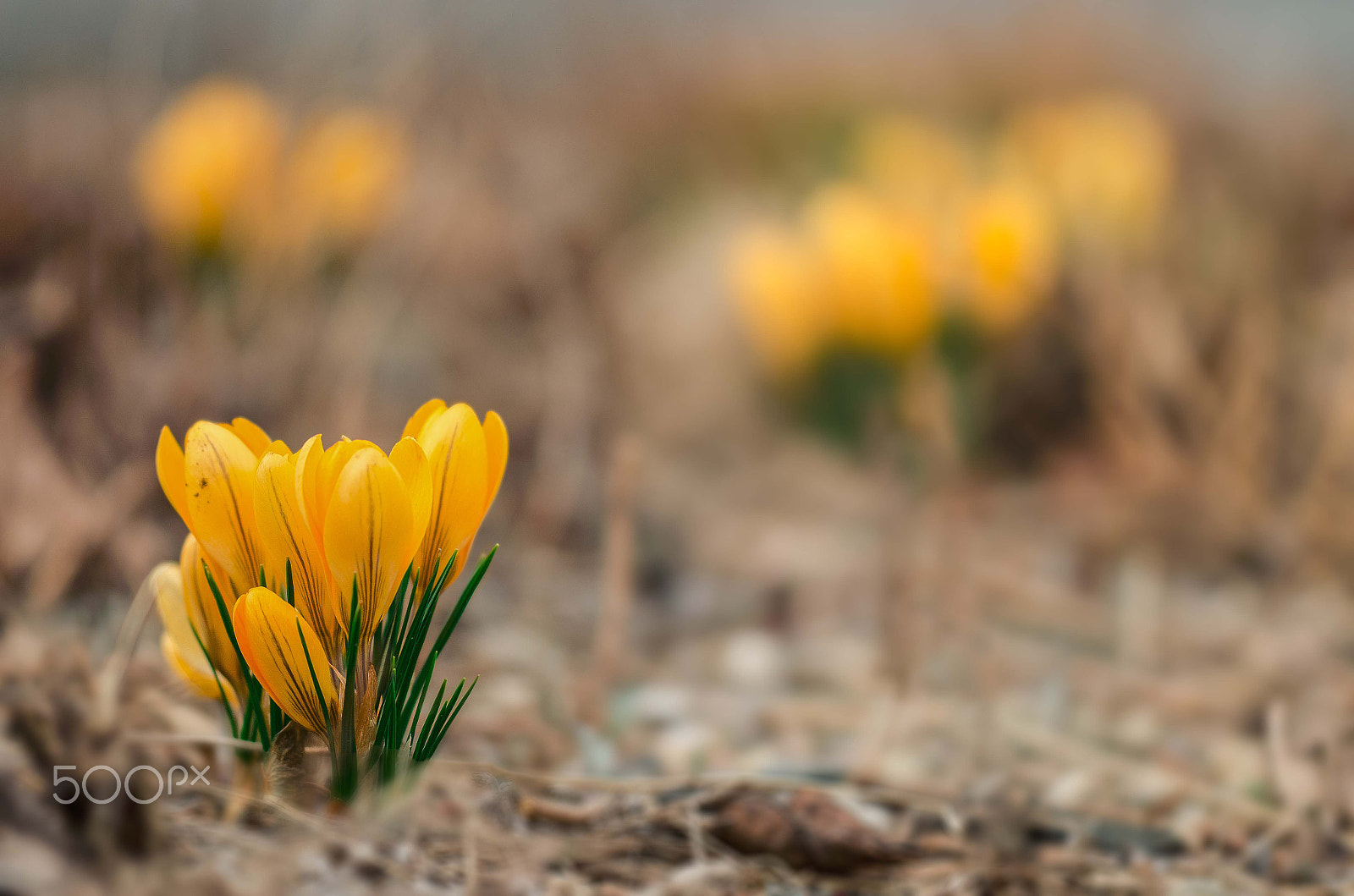 Sigma 150mm F2.8 EX DG Macro HSM sample photo. Blossom of crocus fuscotinctus on the field photography