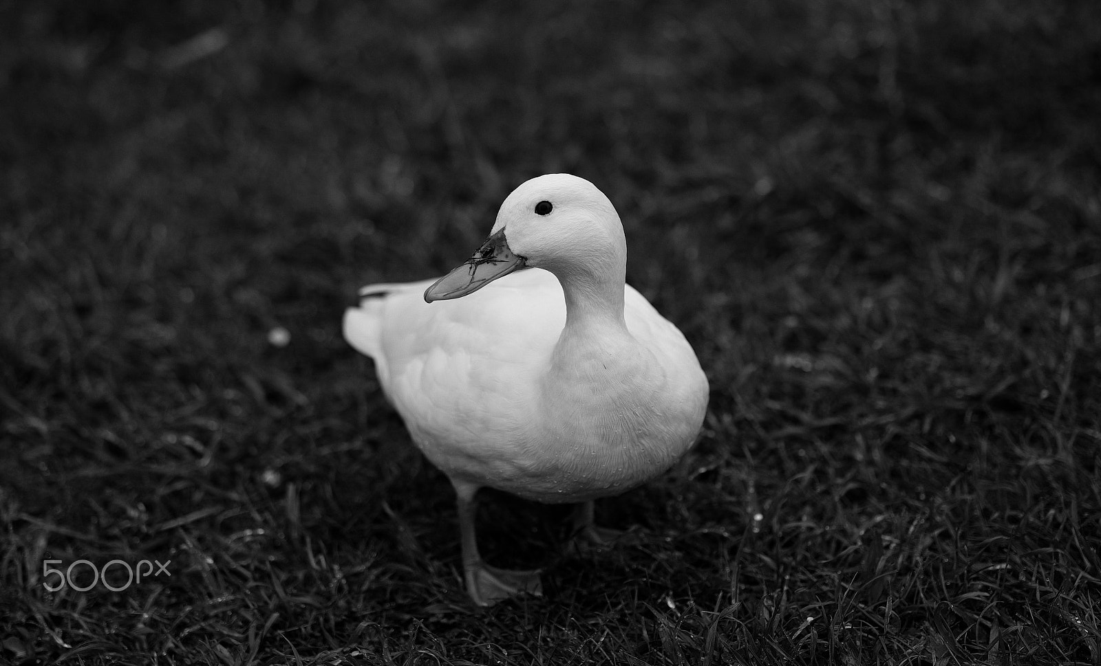Fujifilm X-T1 sample photo. White duck photography