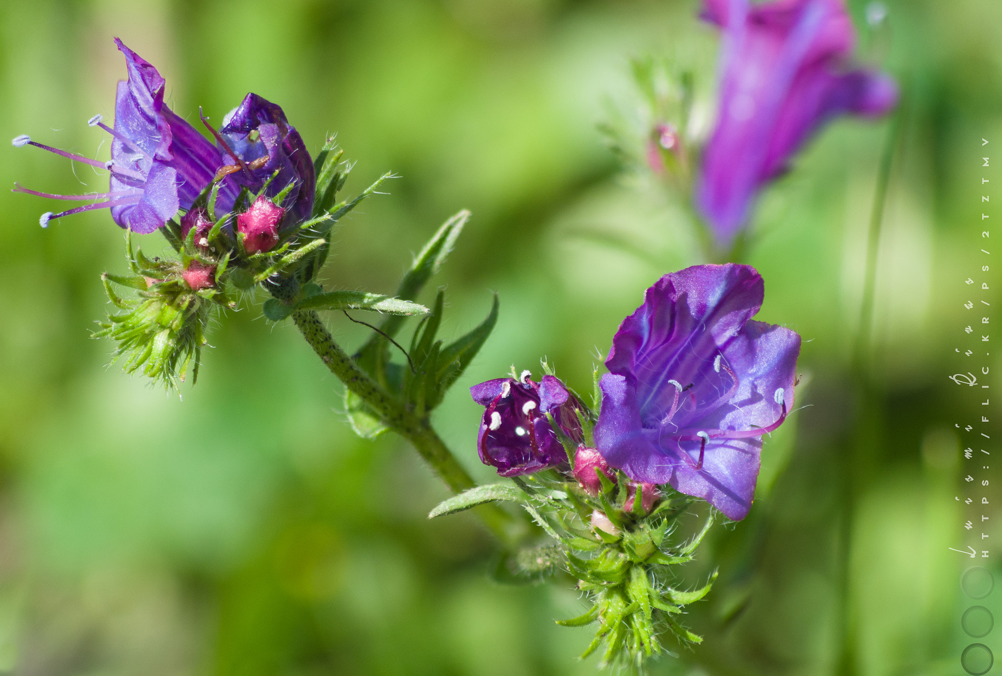 Pentax K-5 IIs sample photo. Empieza la primavera photography