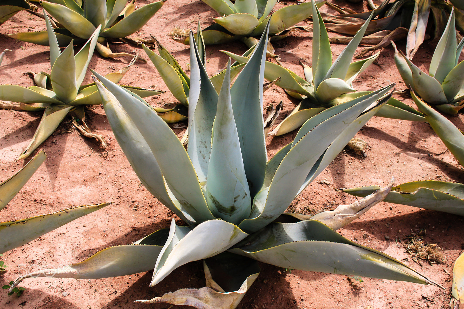 Canon EF-S 18-200mm F3.5-5.6 IS sample photo. Agave oaxaca mexico photography