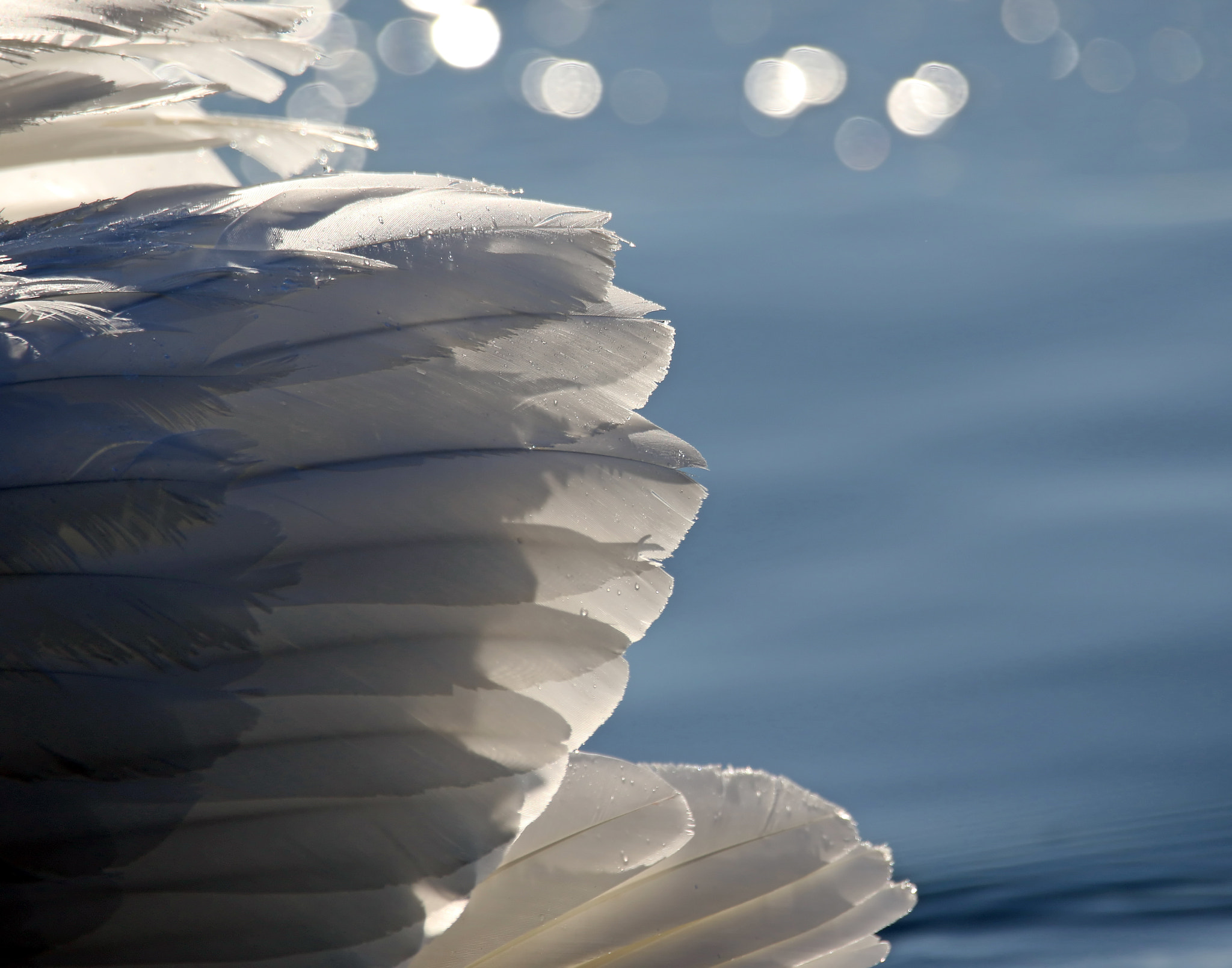 150-600mm F5-6.3 DG OS HSM | Contemporary 015 sample photo. Swan wings photography