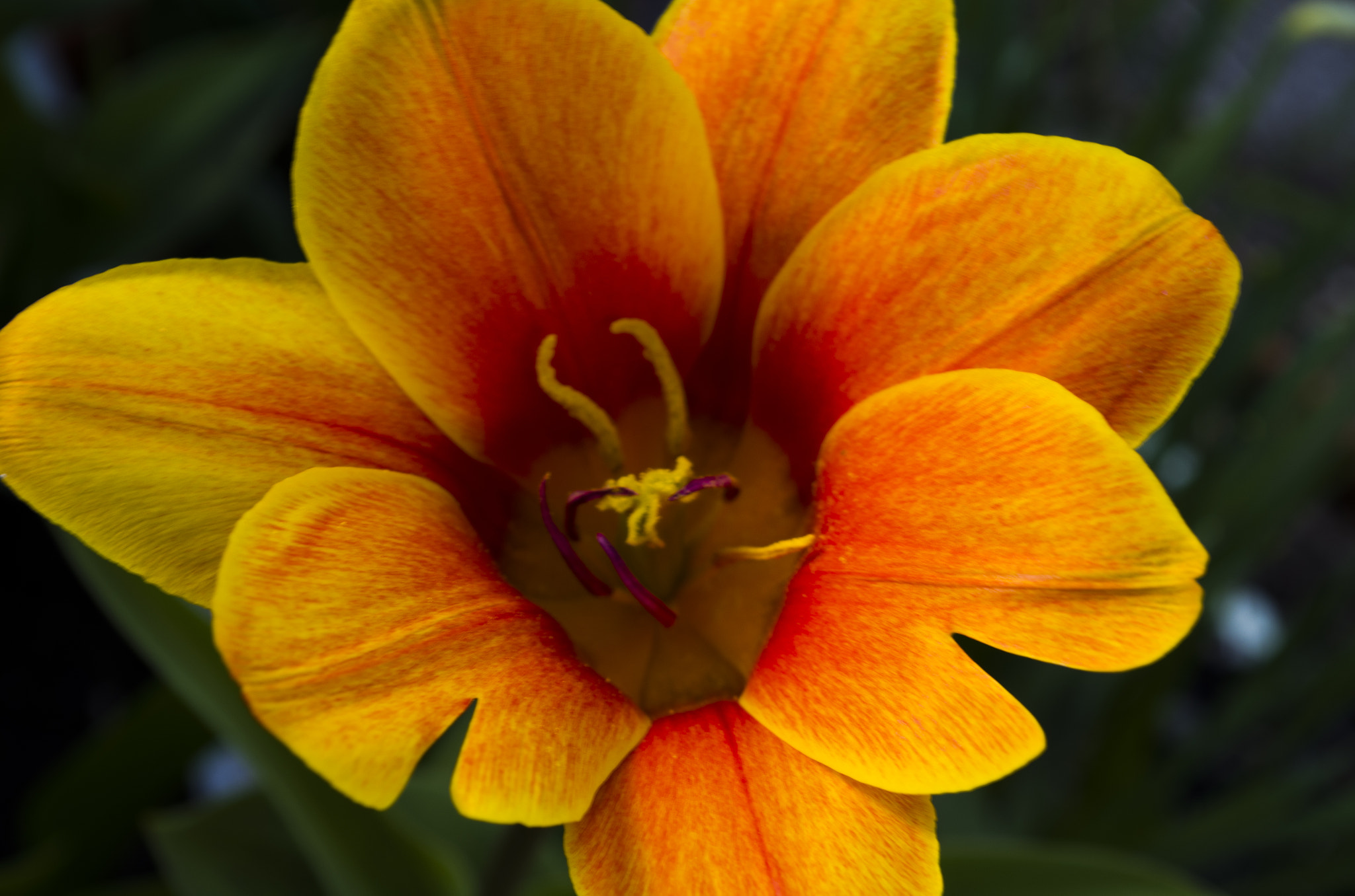 Pentax K-50 + smc PENTAX-DA L 18-55mm F3.5-5.6 AL WR sample photo. Colerful orange tulip photography