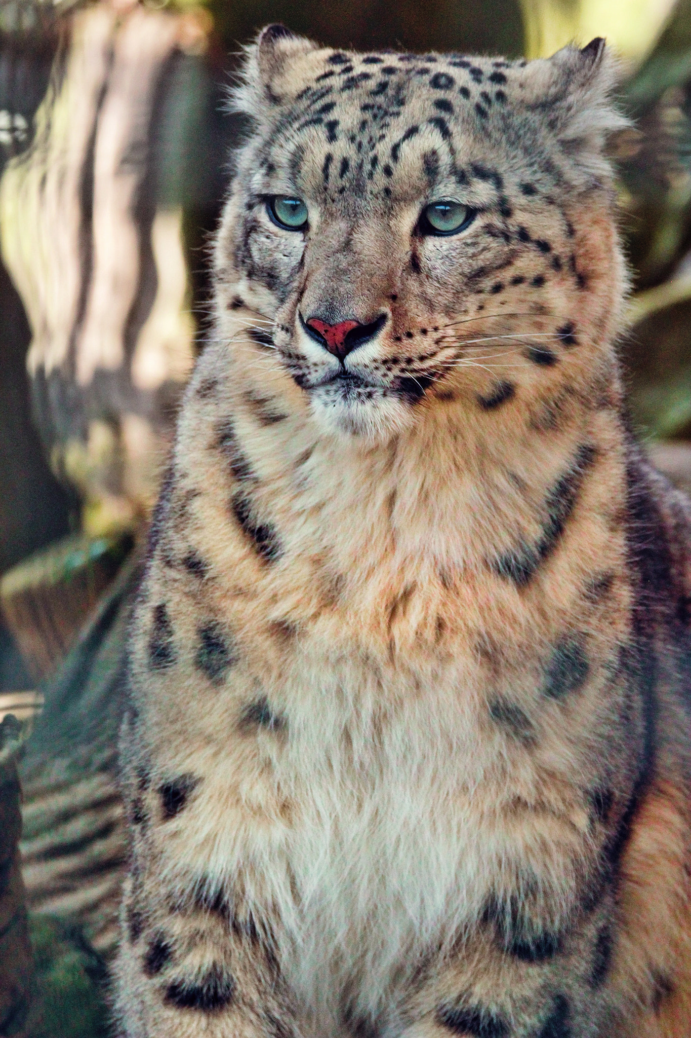 Tamron SP 150-600mm F5-6.3 Di VC USD sample photo. Wildcat photography