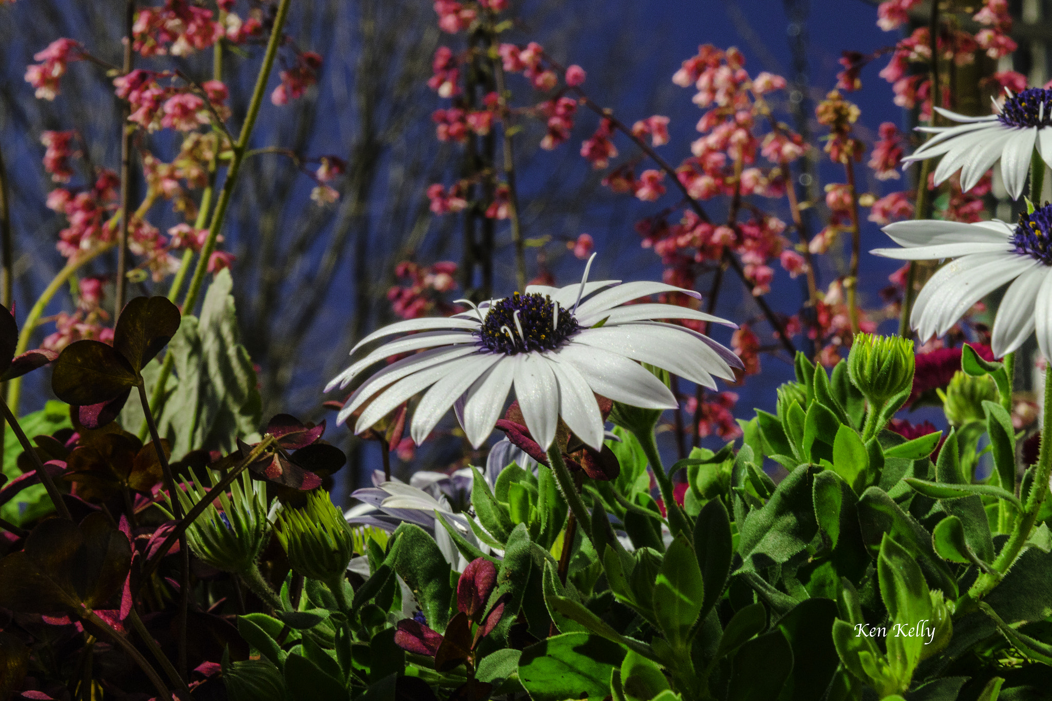 Sigma 24-70mm F2.8 EX DG Macro sample photo. White daisy photography