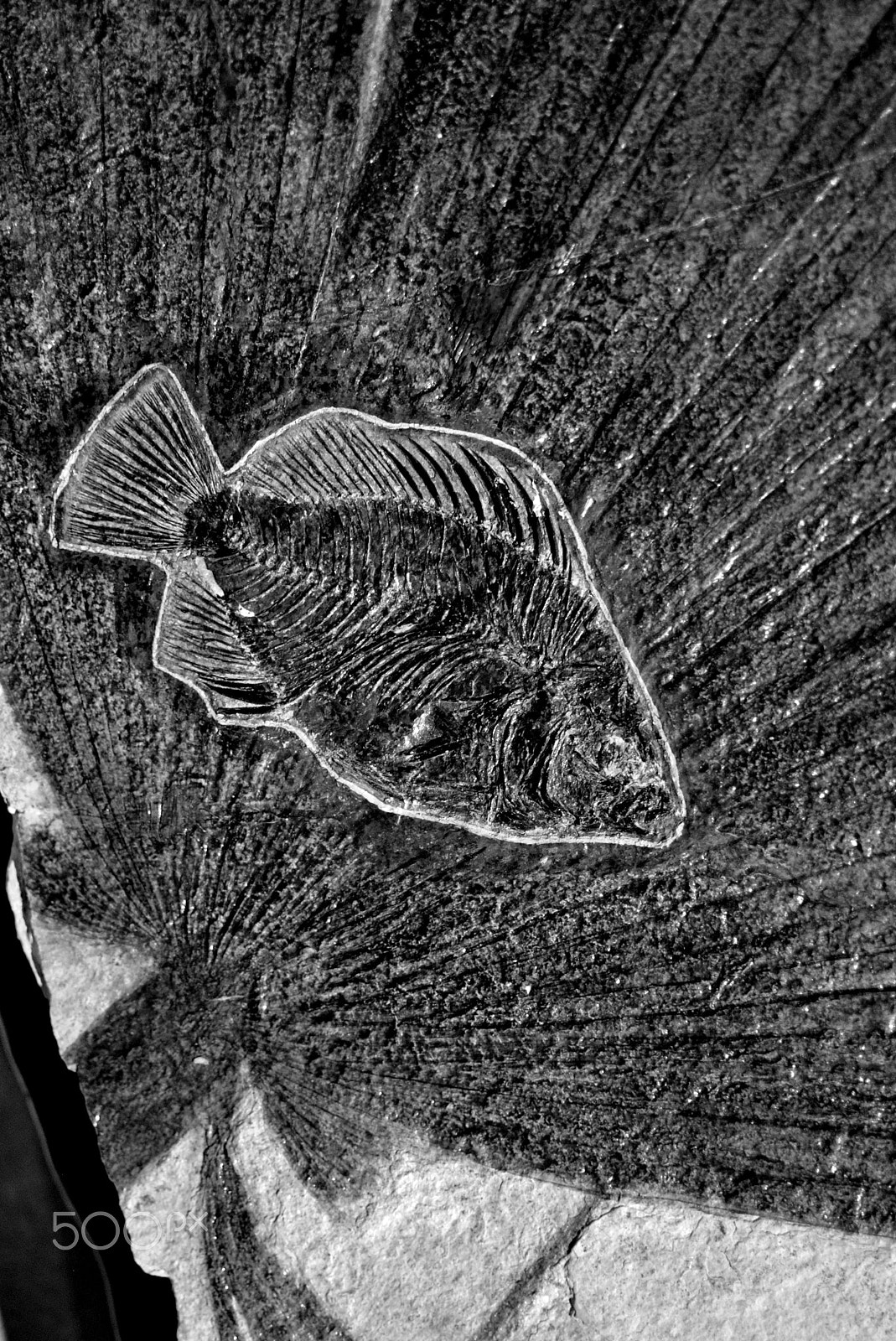 Nikon D3000 sample photo. Fish and palm frond fossil photography