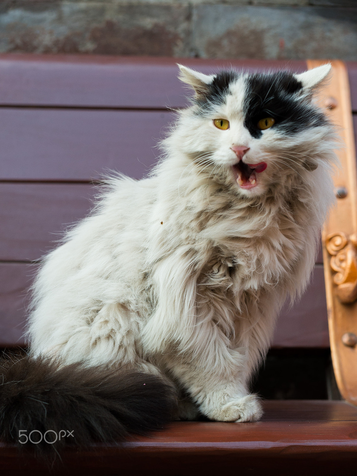 Nikon Df sample photo. The stray cat in the park photography