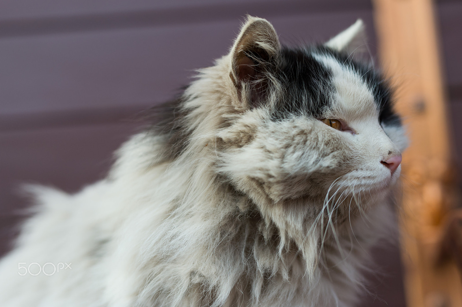 Nikon Df sample photo. The stray cat in the park photography