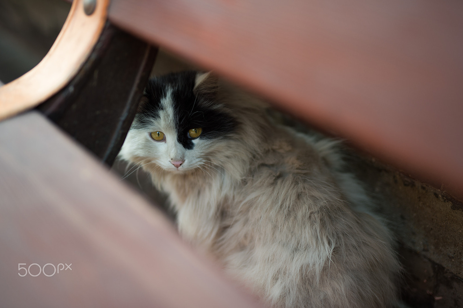 Nikon Df + Sigma 50mm F1.4 DG HSM Art sample photo. The stray cat in the park photography