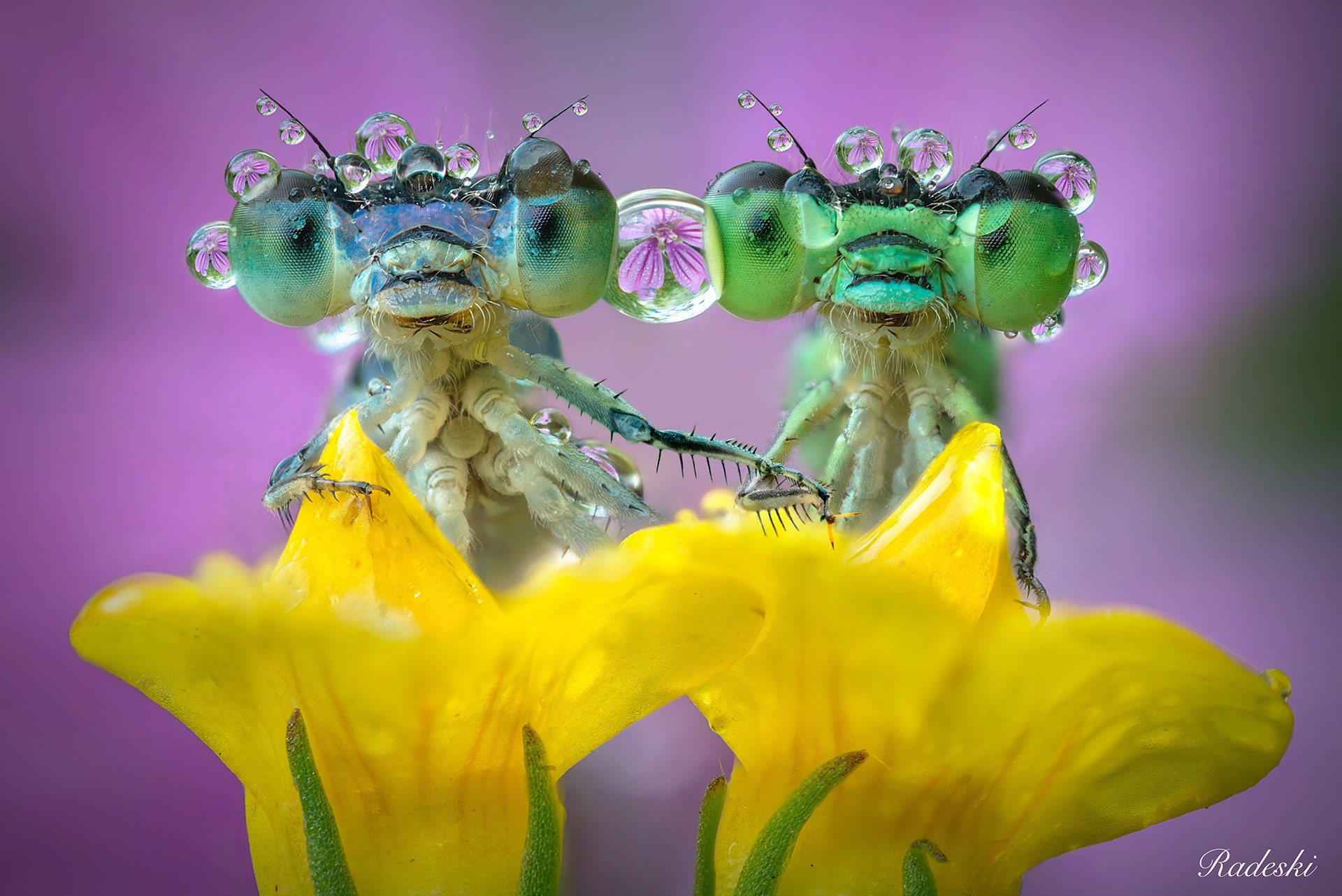 Nikon D800E + Nikon AF Micro-Nikkor 60mm F2.8D sample photo. Damsels in love photography