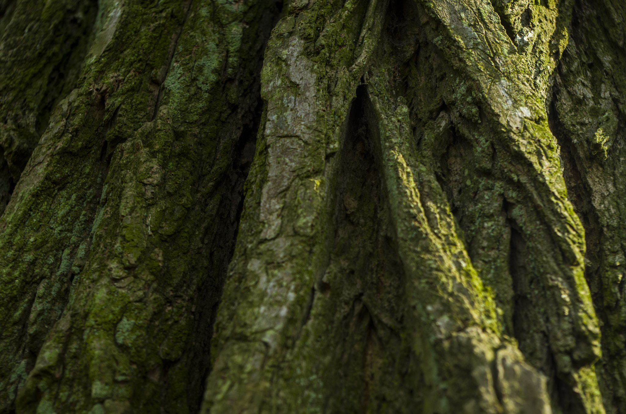 Pentax K-50 sample photo. Old beautiful and strong tree bark photography