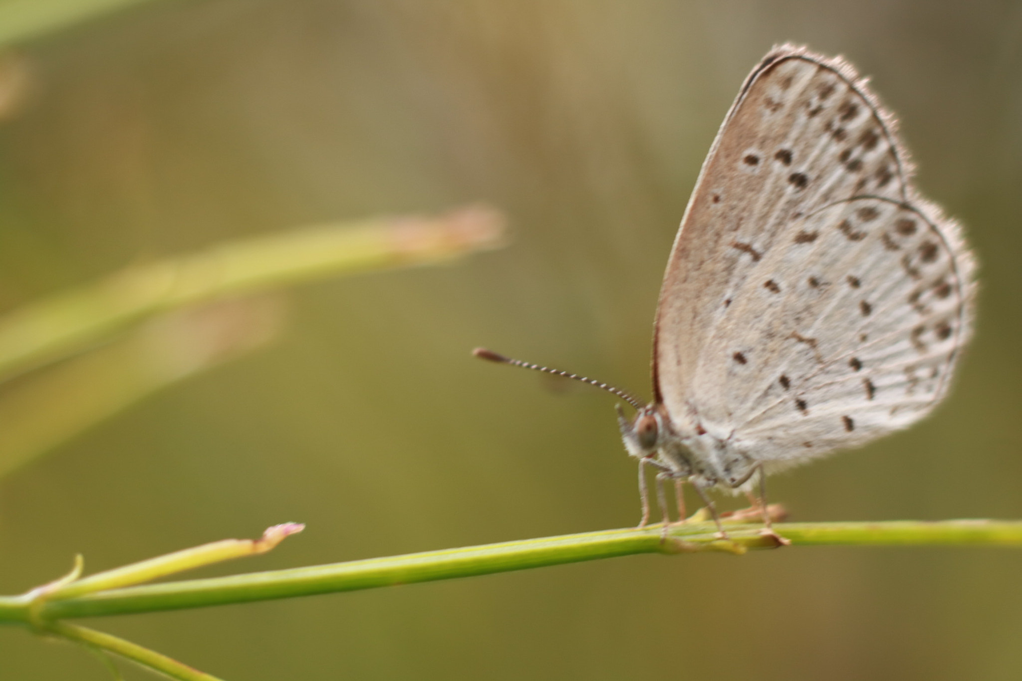 Canon EOS M3 + Canon EF 50mm F1.8 II sample photo. The butterfly photography