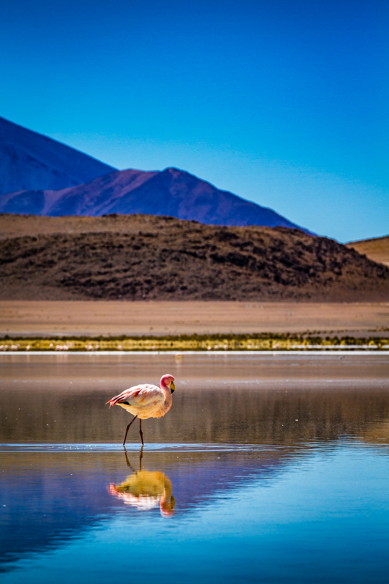 Canon EOS 7D + Canon EF 70-200mm F4L IS USM sample photo. Lonely flamingo on a mountain lake in bolivia photography