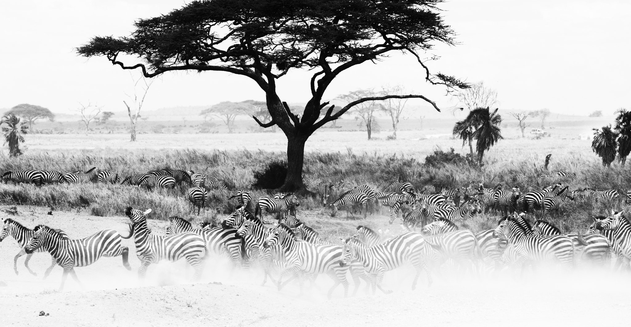 Nikon AF-S Nikkor 70-200mm F2.8G ED VR II sample photo. Black and white safari photography