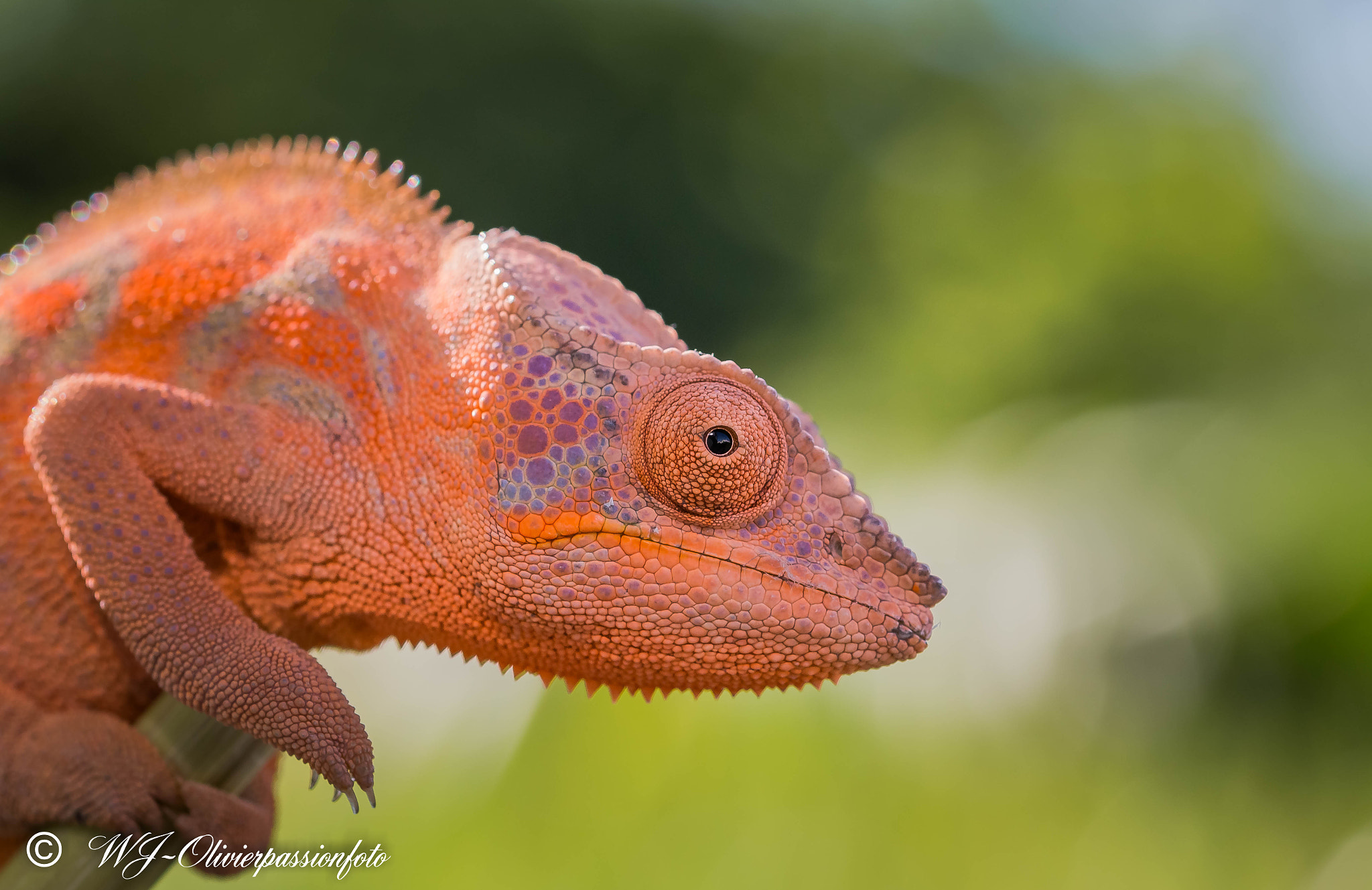 Sigma 105mm F2.8 EX DG OS HSM sample photo. Femelle caméléon photography