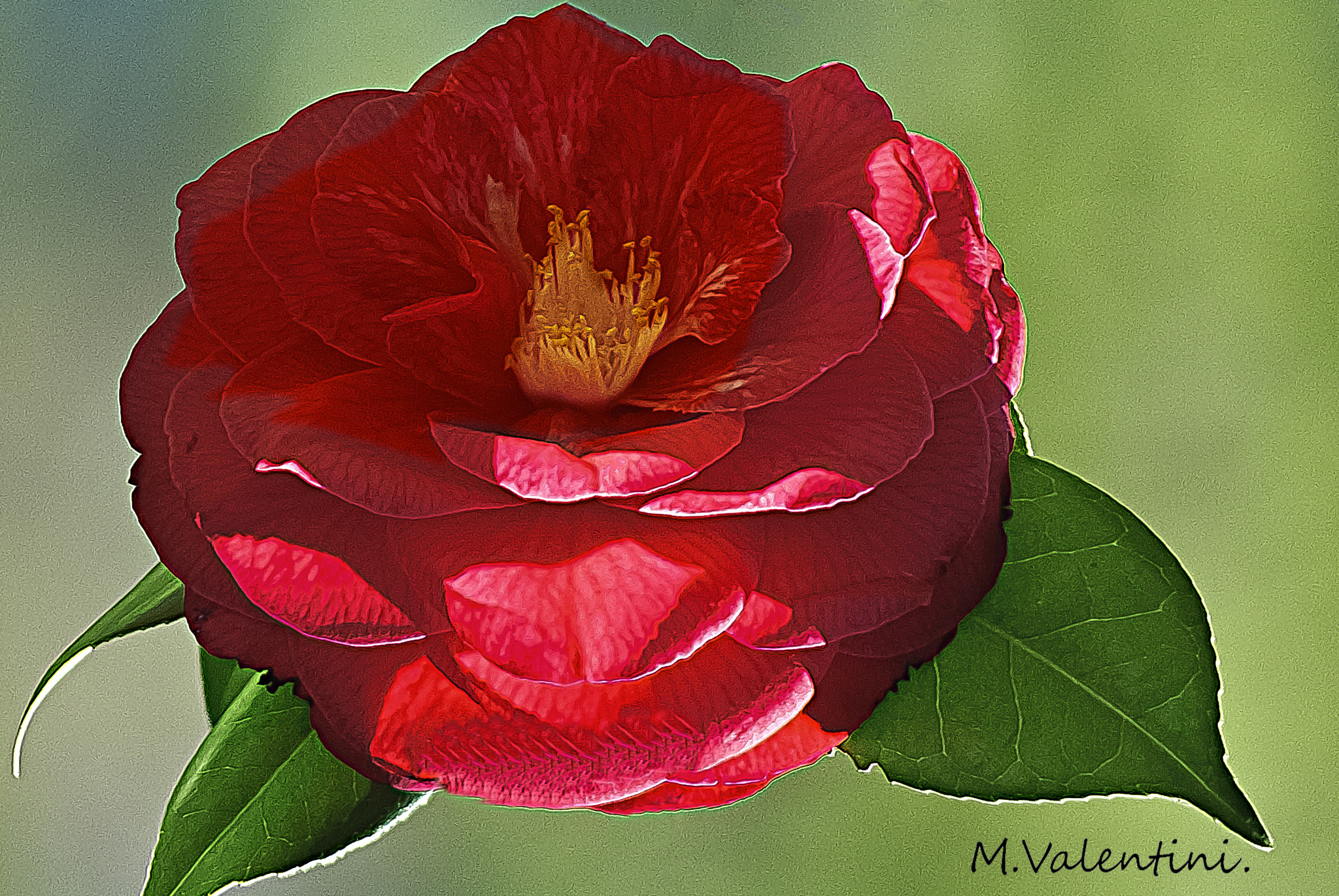Nikon D200 sample photo. The camellia. photography