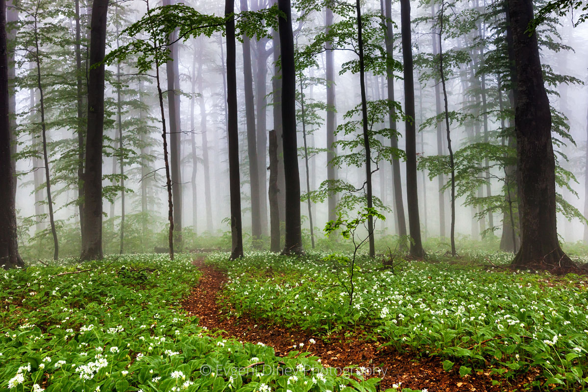 Canon EF 16-35mm F2.8L II USM sample photo. Tiny path in the forest photography