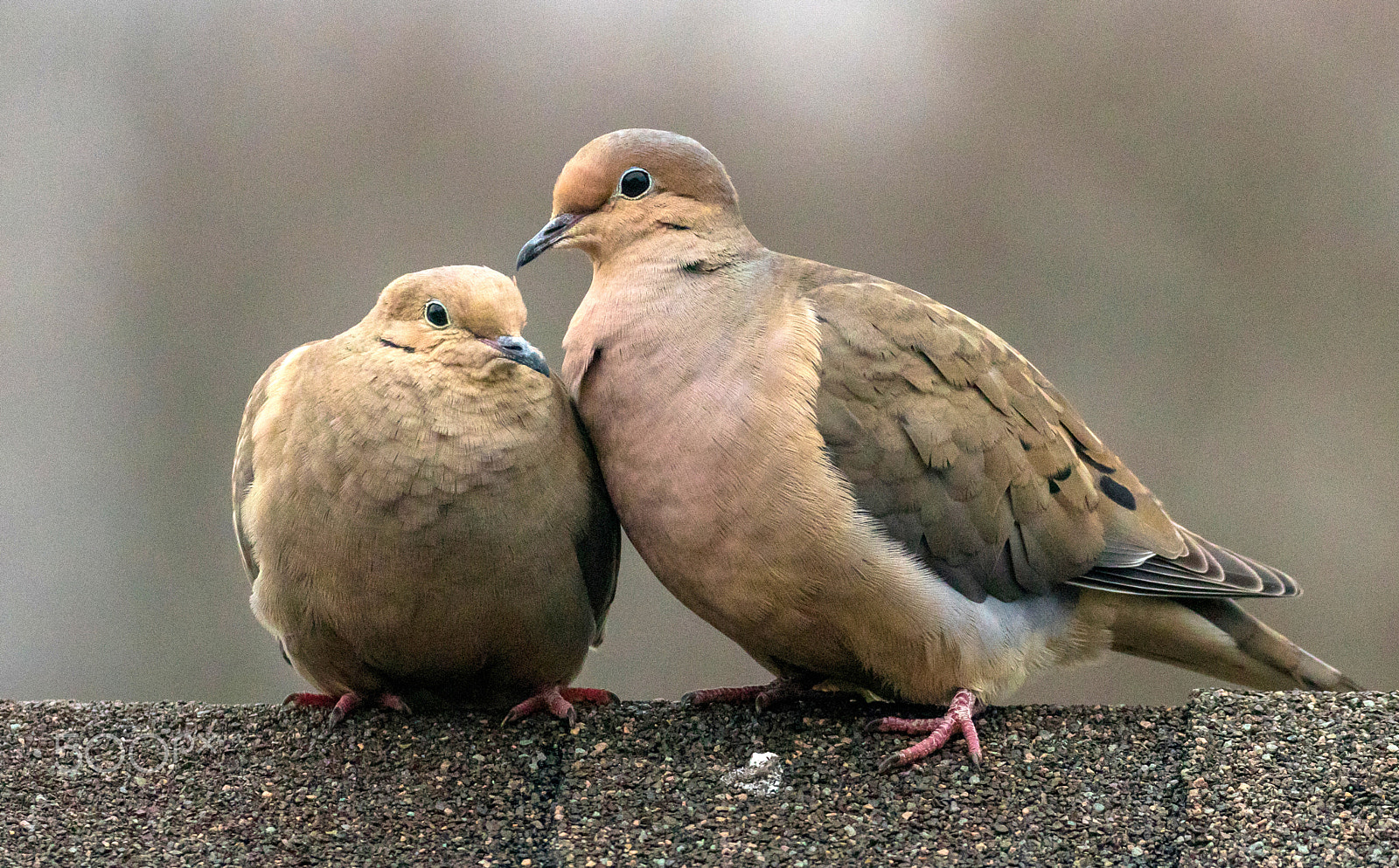 Canon EOS 80D + Canon EF 100-400mm F4.5-5.6L IS II USM sample photo. Mourning dove couple - love is in the air photography