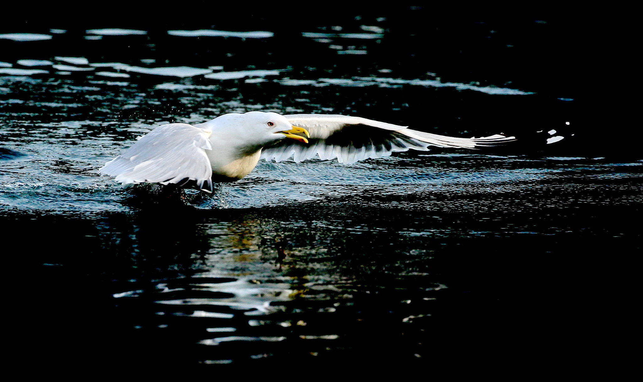 Canon EOS-1D X sample photo