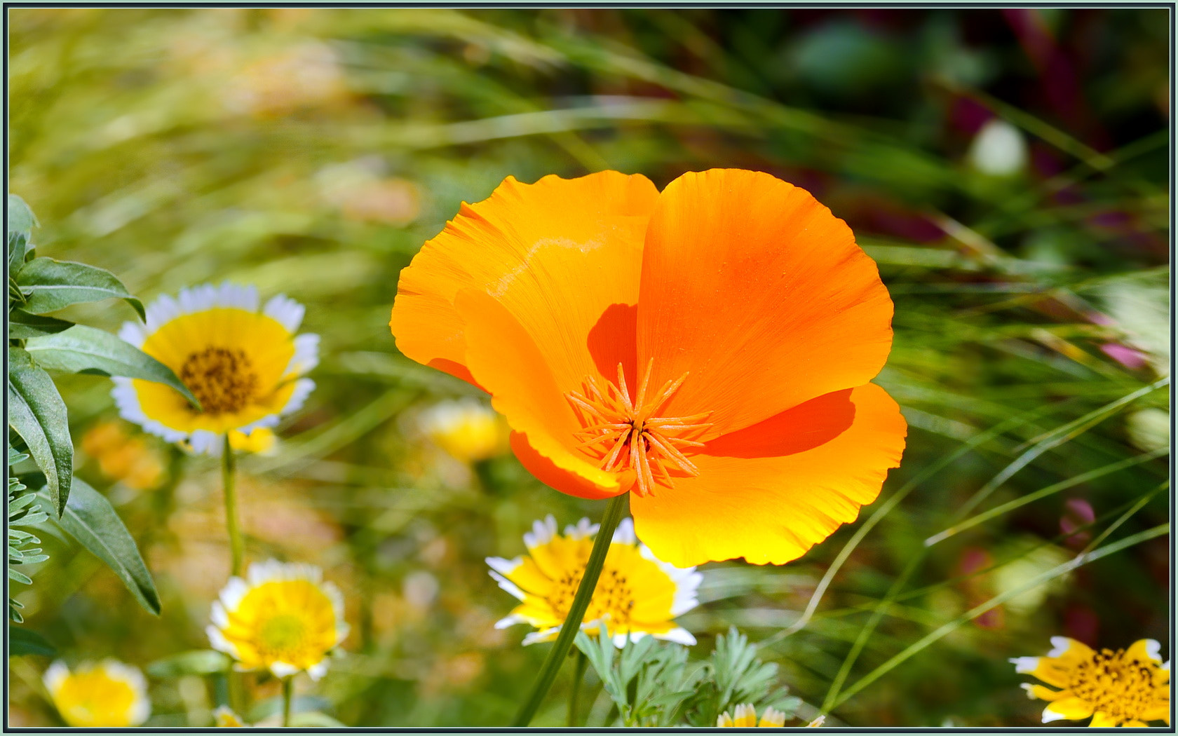 Nikon D750 + Sigma 105mm F2.8 EX DG OS HSM sample photo. Wildflowers in the spring sunshine photography