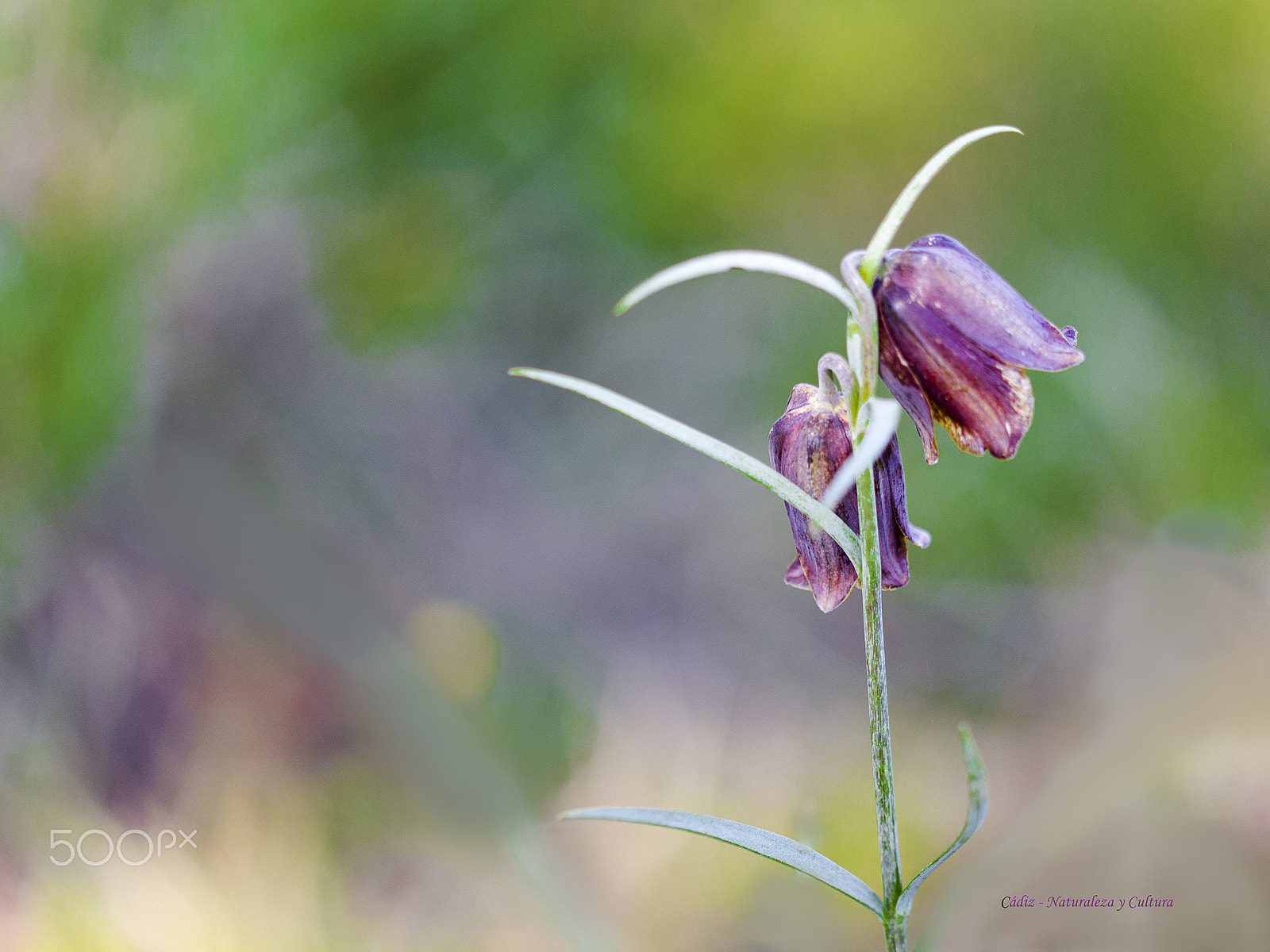 Sigma 105mm F2.8 EX DG OS HSM sample photo. Las gemelas 2 photography