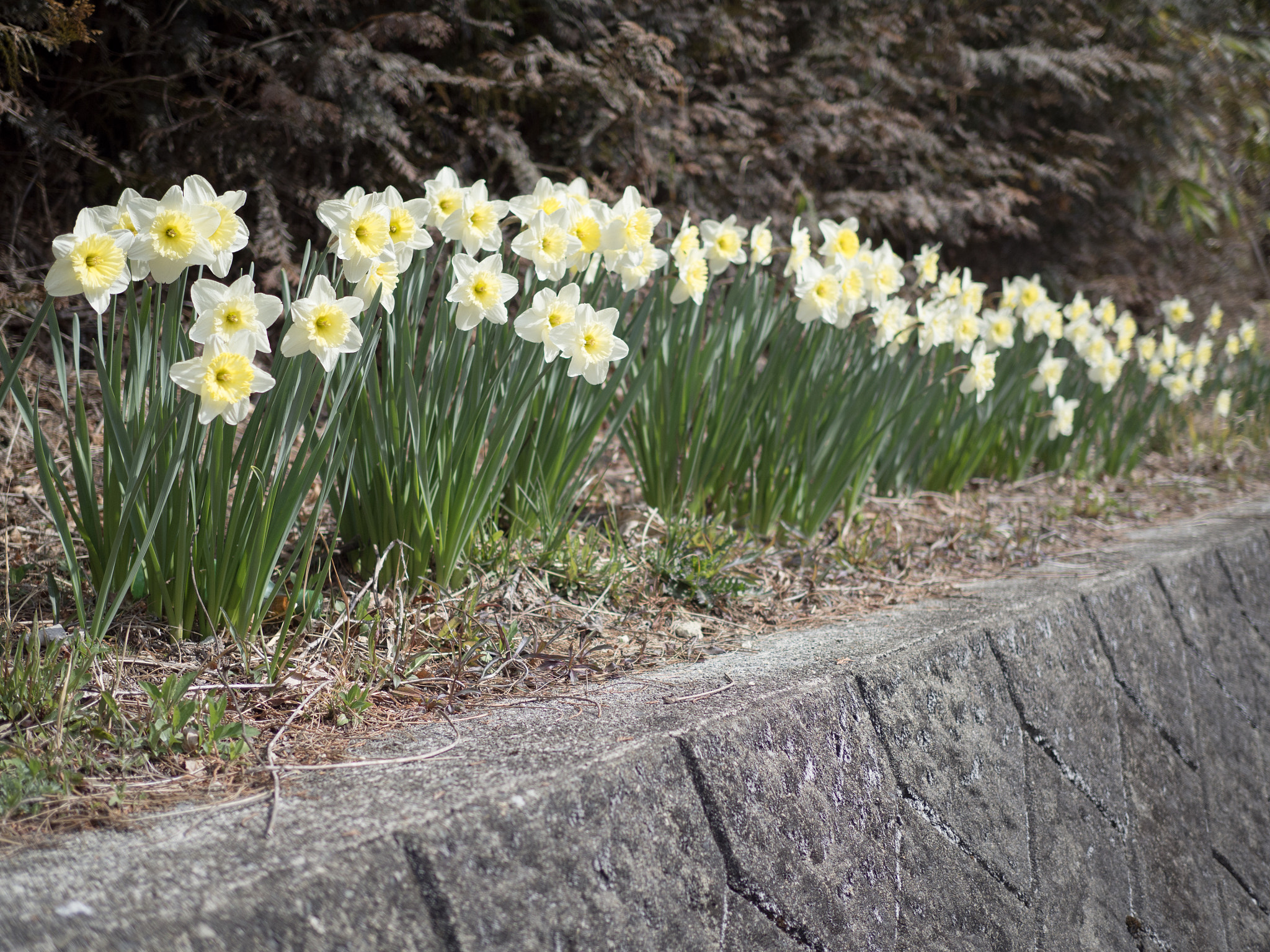 Olympus OM-D E-M10 II + Olympus M.Zuiko Digital 25mm F1.8 sample photo. 花壇 | flower bed 2 photography