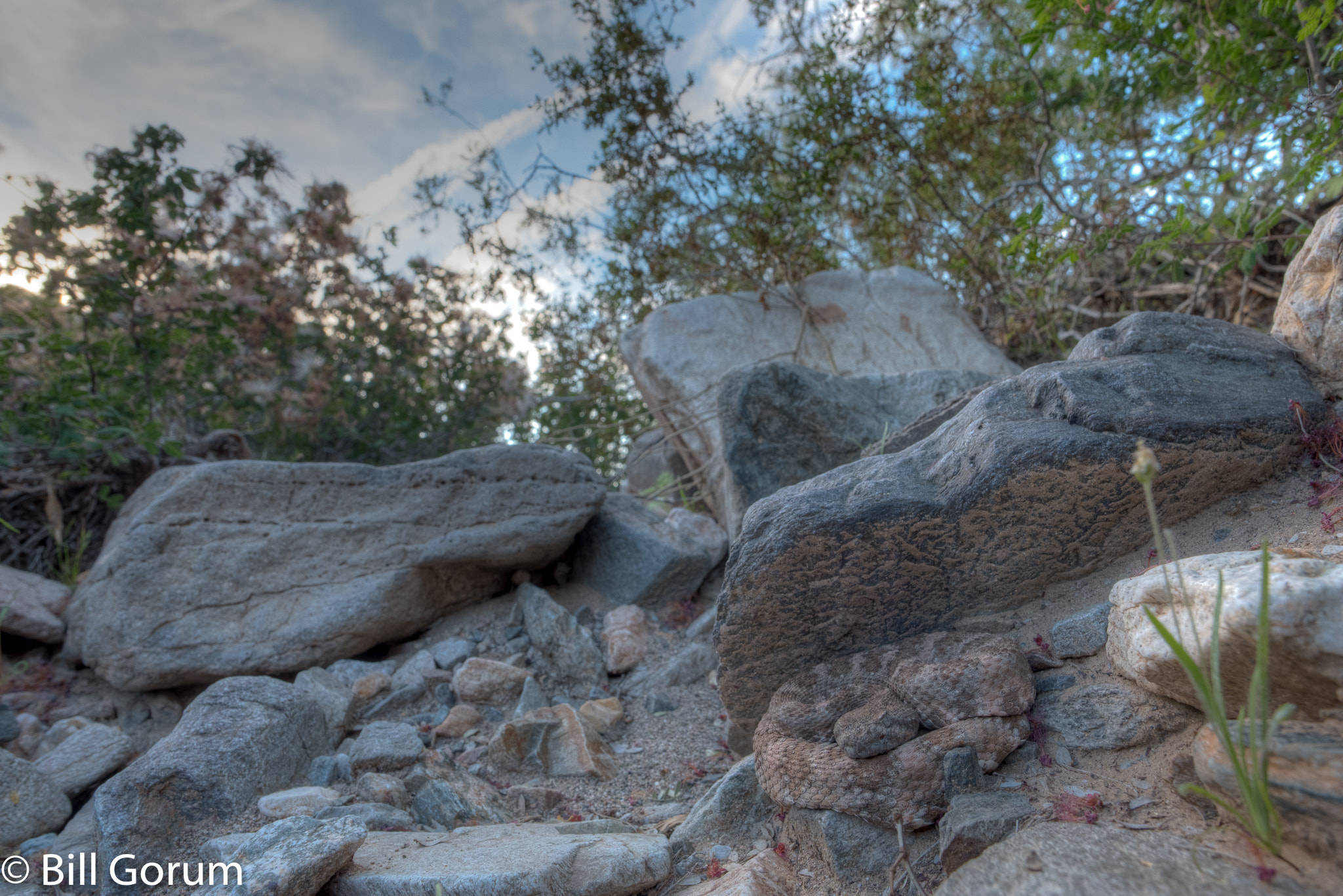 Nikon D750 + Nikon AF-S Nikkor 20mm F1.8G ED sample photo. Southwestern speckled rattlesnake in ambush coil photography