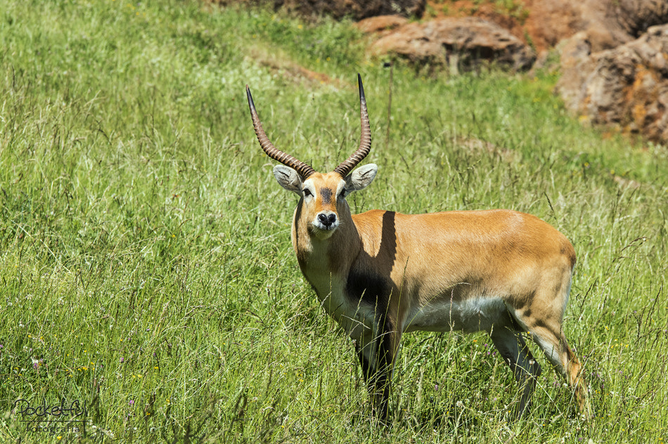 Pentax K-3 sample photo. Antelope (antílope) photography