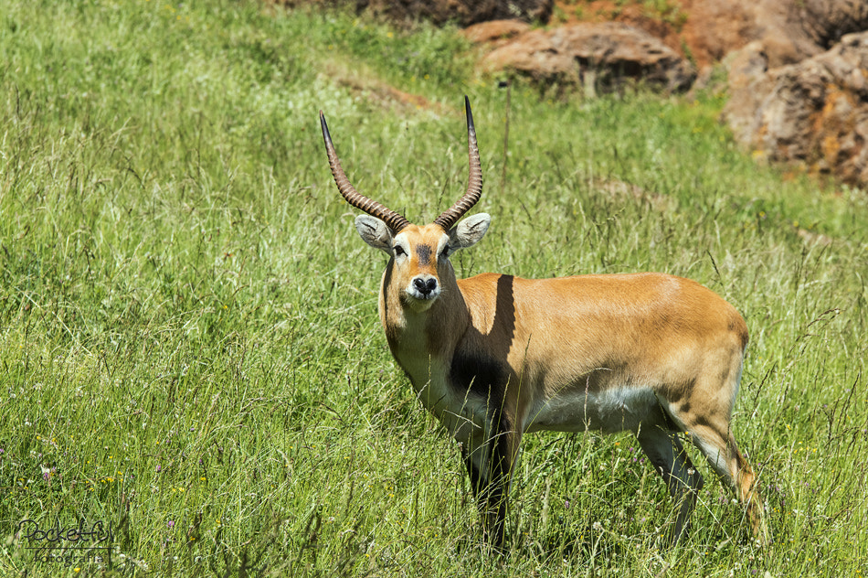 Sigma 70-200mm F2.8 EX DG OS HSM sample photo. Antelope (antílope) photography