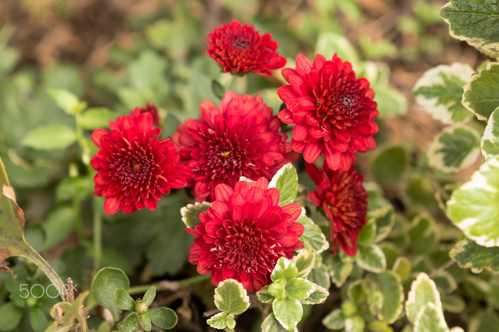 Canon EOS 70D + Canon EF 24-70mm F2.8L USM sample photo. Red flowers photography