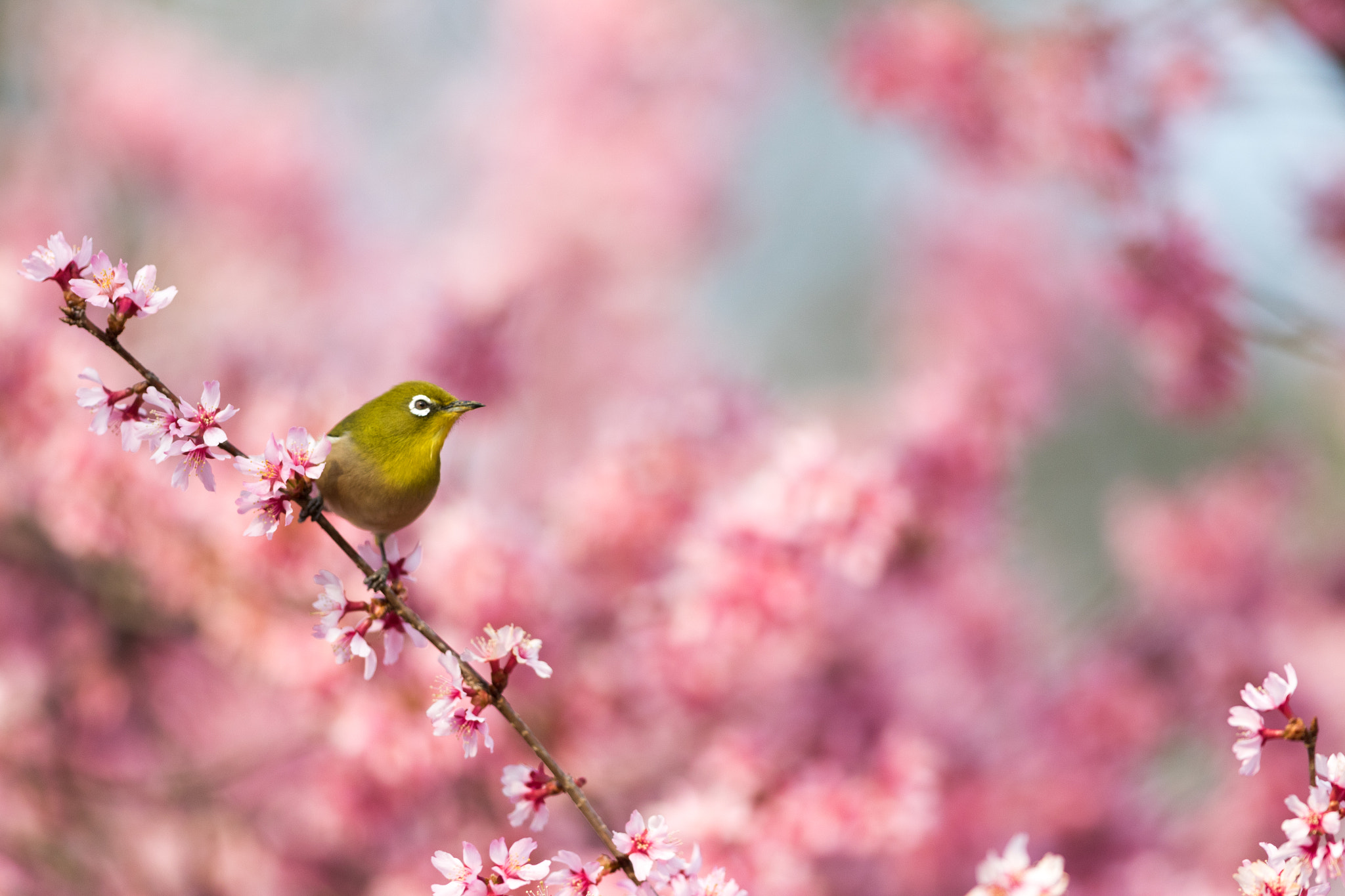 Canon EF 300mm F2.8L IS II USM sample photo. メジロ photography