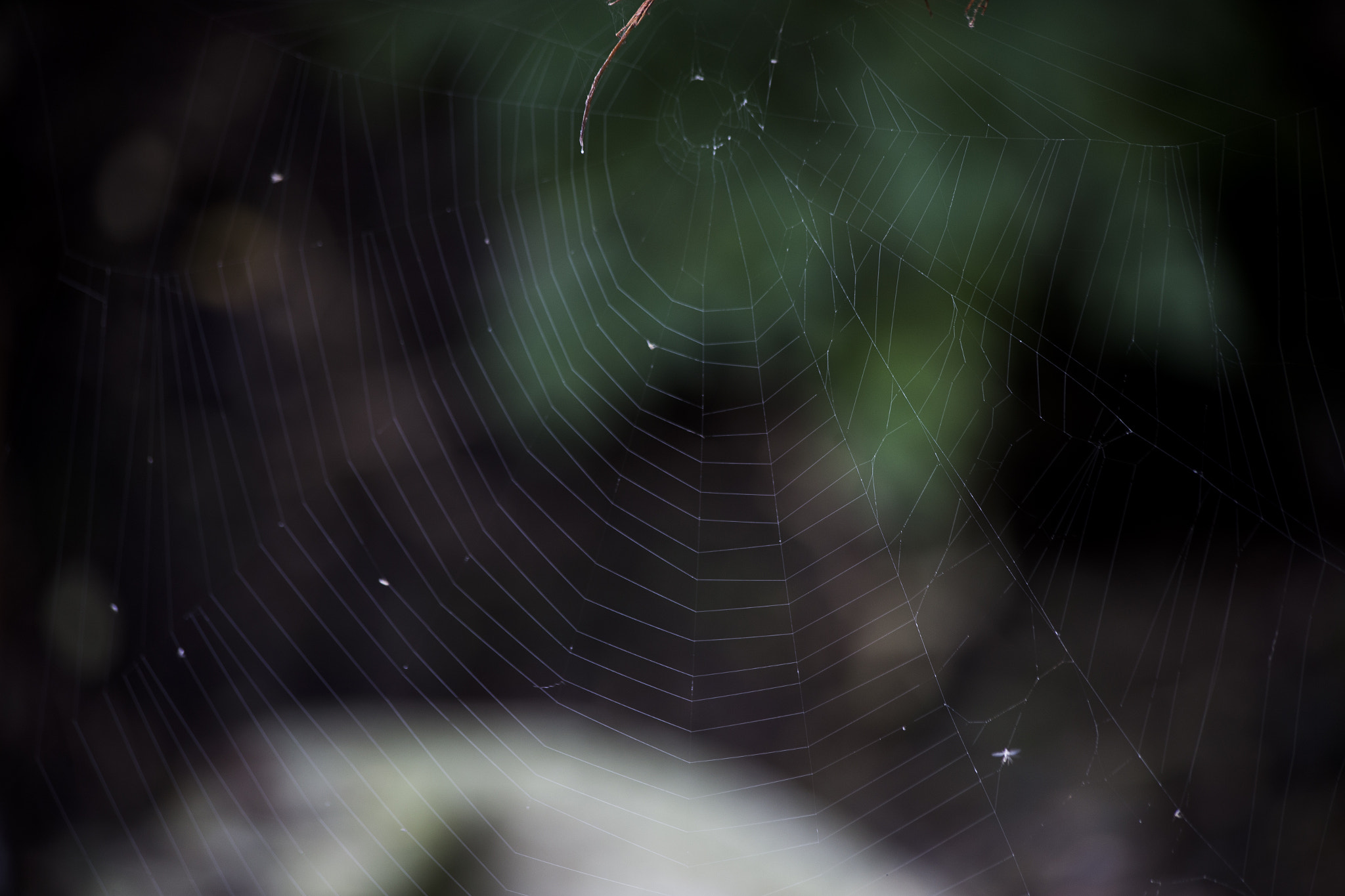 Canon EF 70-300mm F4-5.6 IS USM sample photo. Abandoned cobweb photography