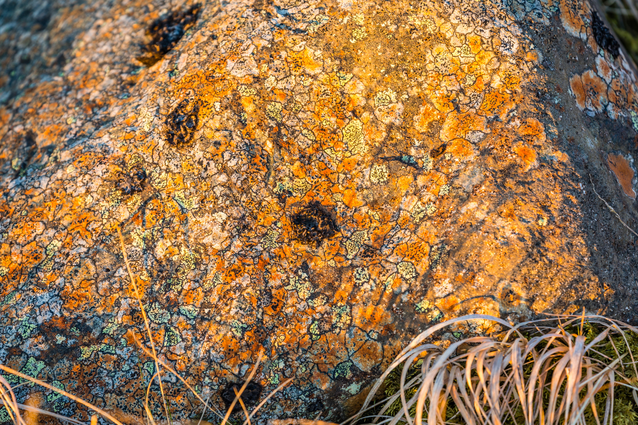 Canon EF 70-300mm F4-5.6L IS USM sample photo. Iceland-stöðvarfjörður-lichen photography