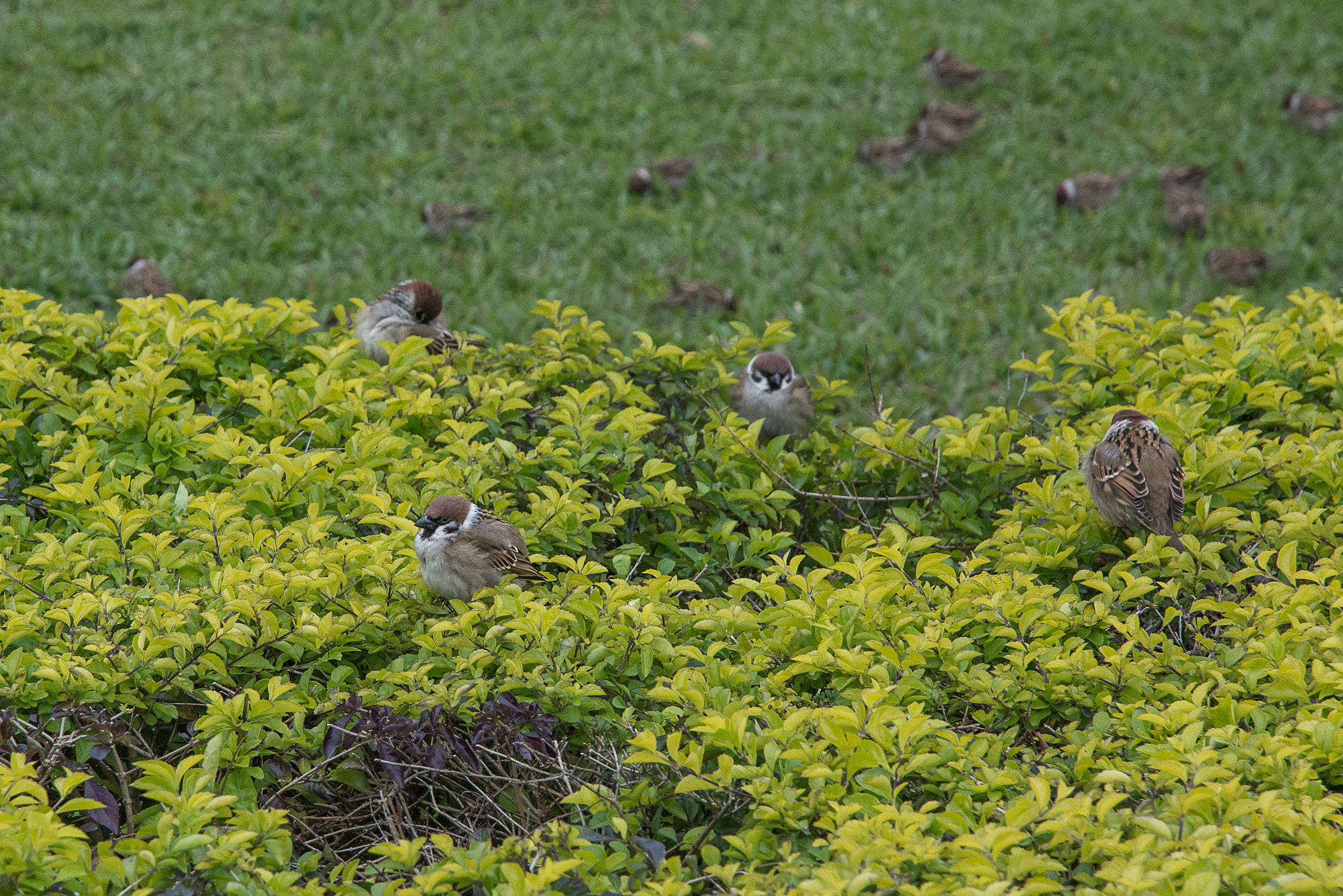 Nikon D7100 sample photo