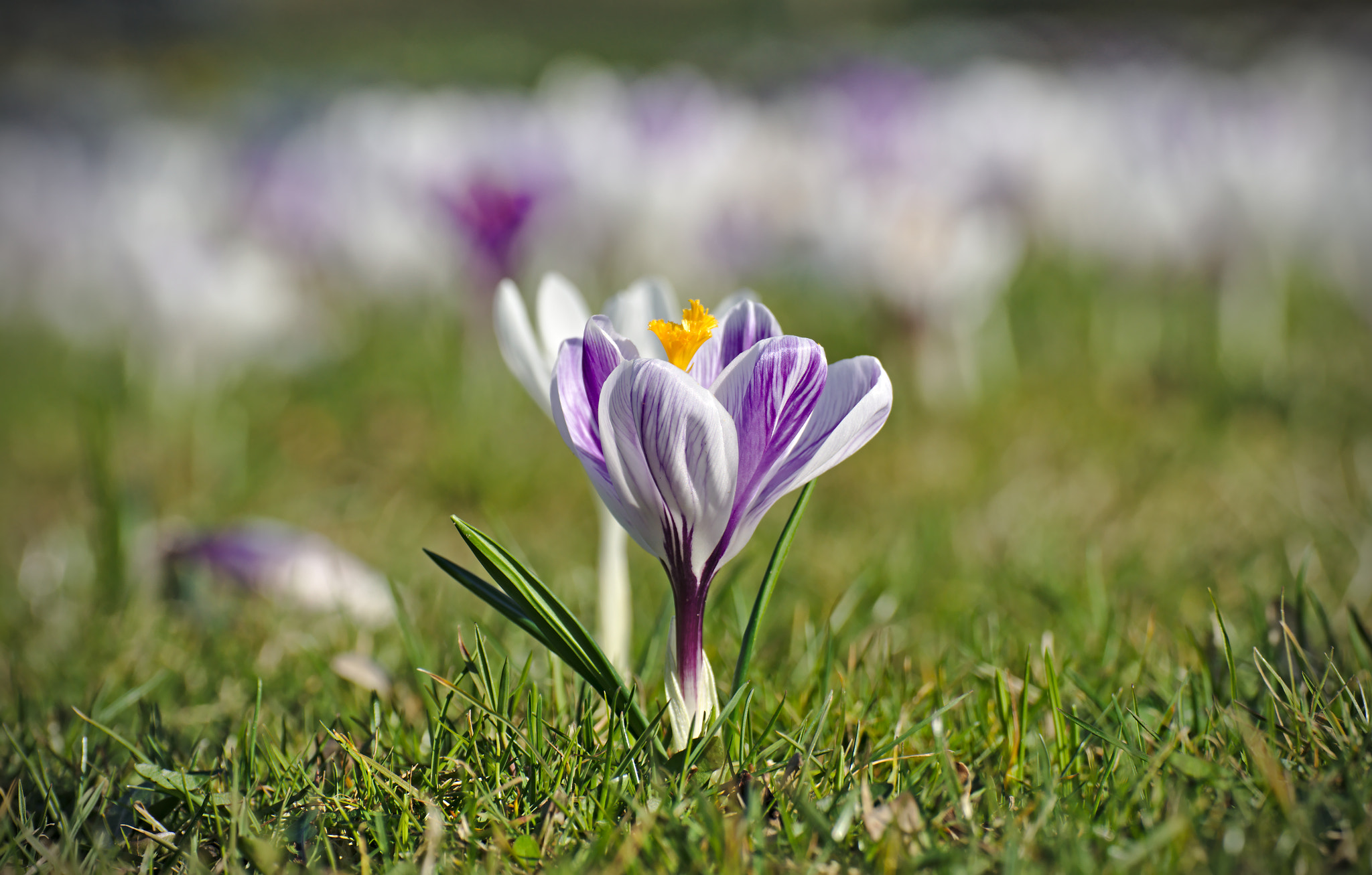 Sony SLT-A58 + Tamron SP 70-300mm F4-5.6 Di USD sample photo. Crocus photography