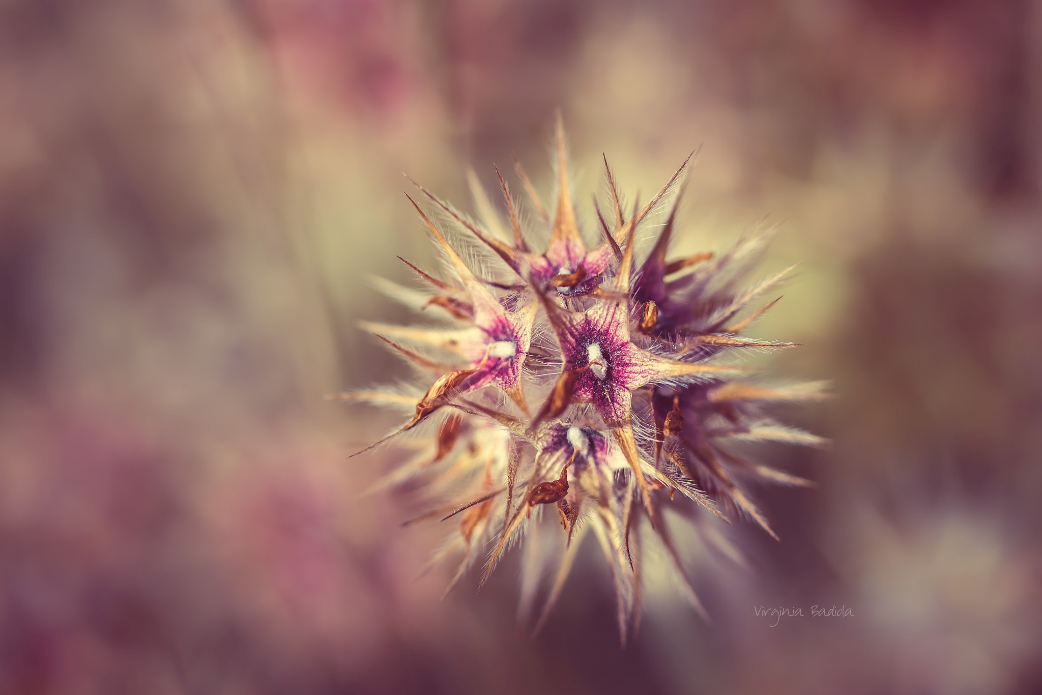 Canon EF-S 60mm F2.8 Macro USM sample photo. *** photography