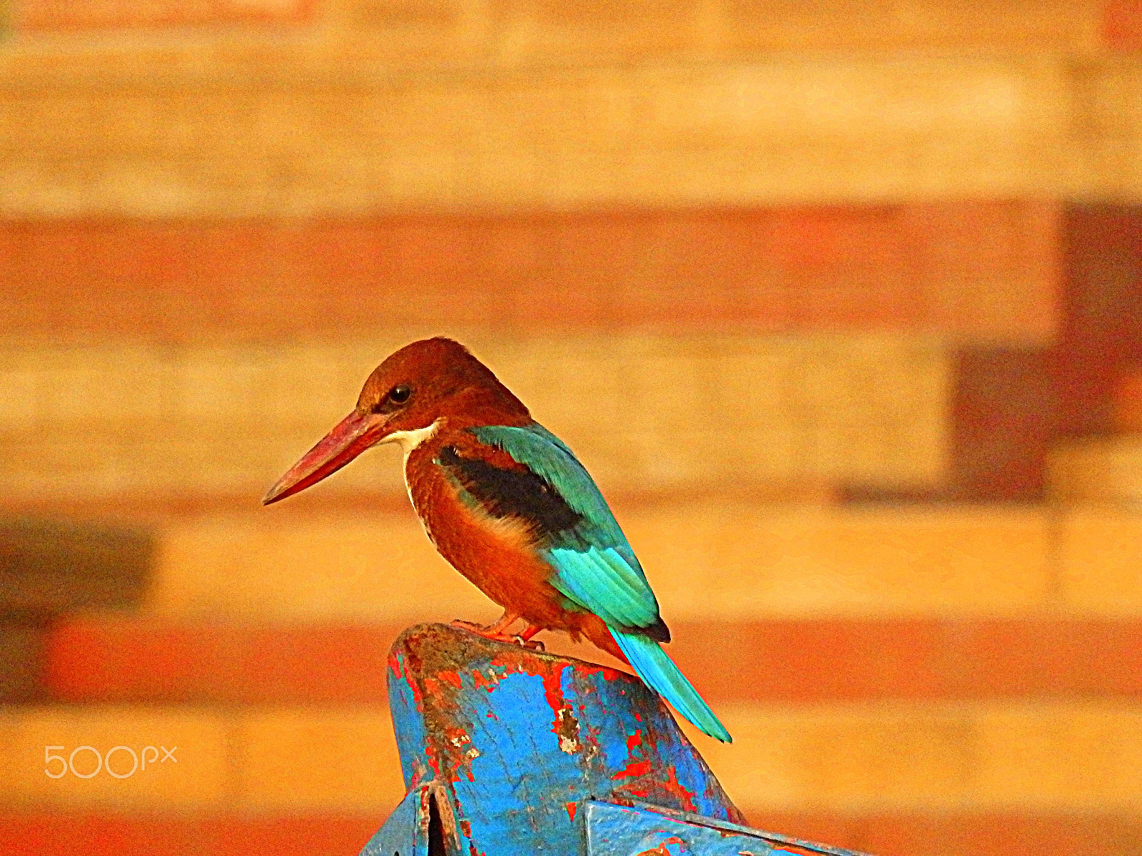 Olympus SZ-16,DZ-105 sample photo. Varanasi kingfisher photography