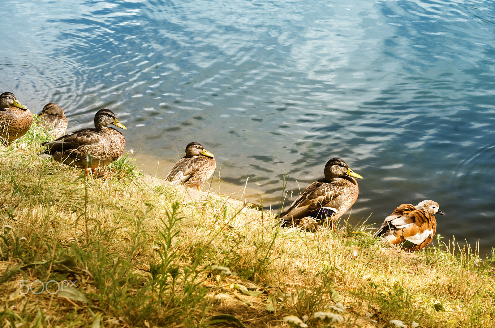 Nikon D7000 + Nikon AF Nikkor 50mm F1.8D sample photo. Ducks on the pond in summer photography