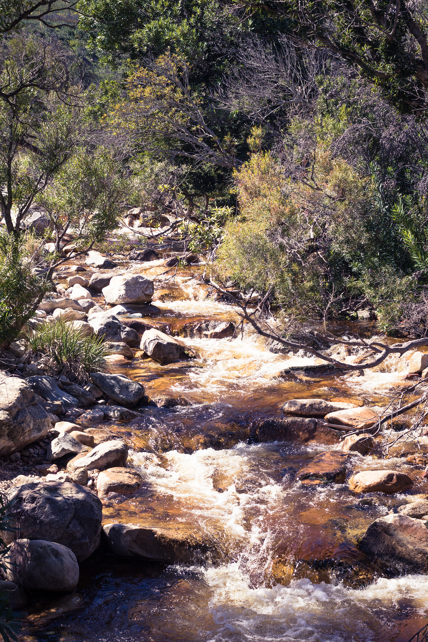 Canon EOS 7D Mark II sample photo. Stellenbosch river photography